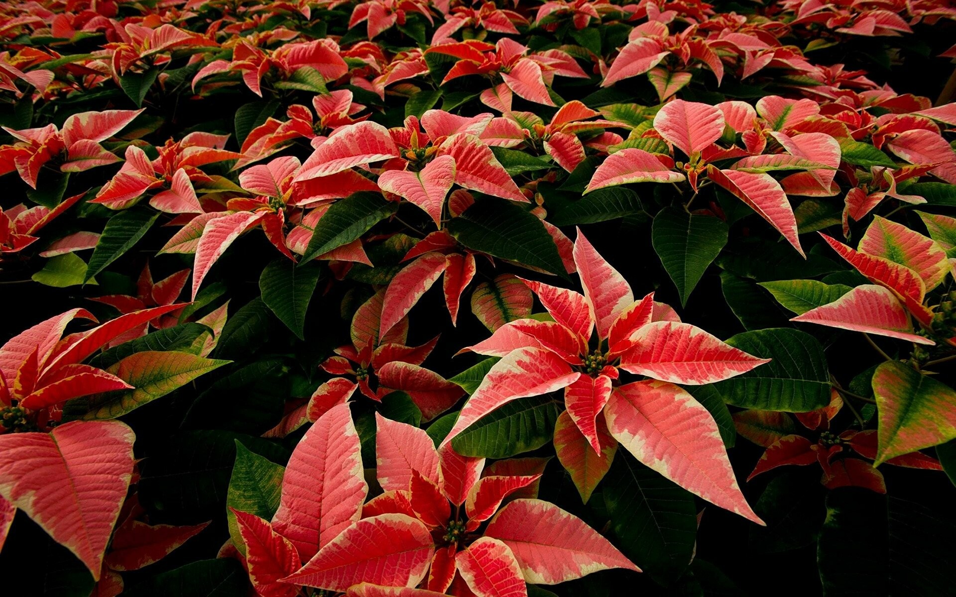 Poinsettia beauty, HD floral delight, Holiday blooms, Vibrant Christmas flowers, 1920x1200 HD Desktop