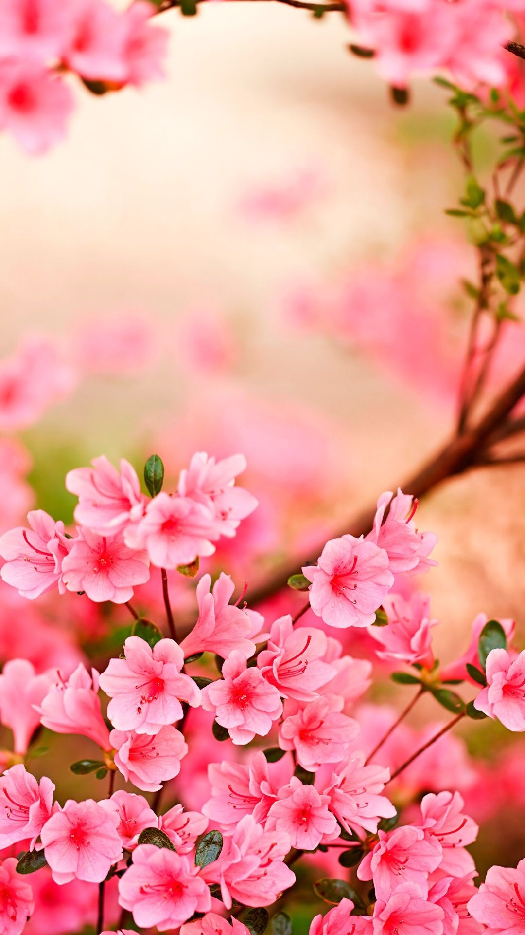 Pink azalea blossoms, Blooming floral branches, Pastel floral bokeh, Full HD Phone wallpaper