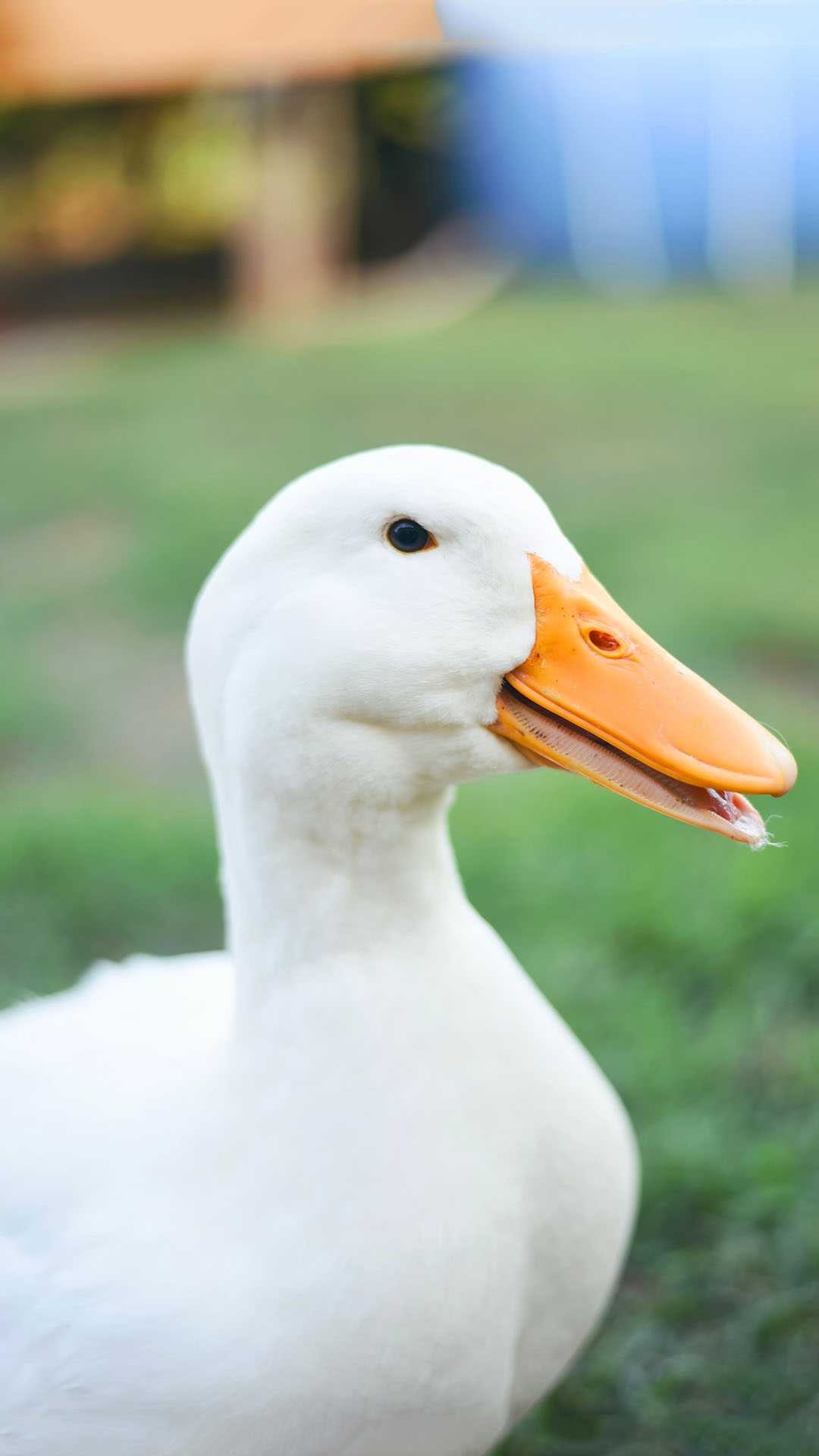 Majestic duck, Elegant plumage, Nature's masterpiece, Brilliant colors, 1080x1920 Full HD Phone