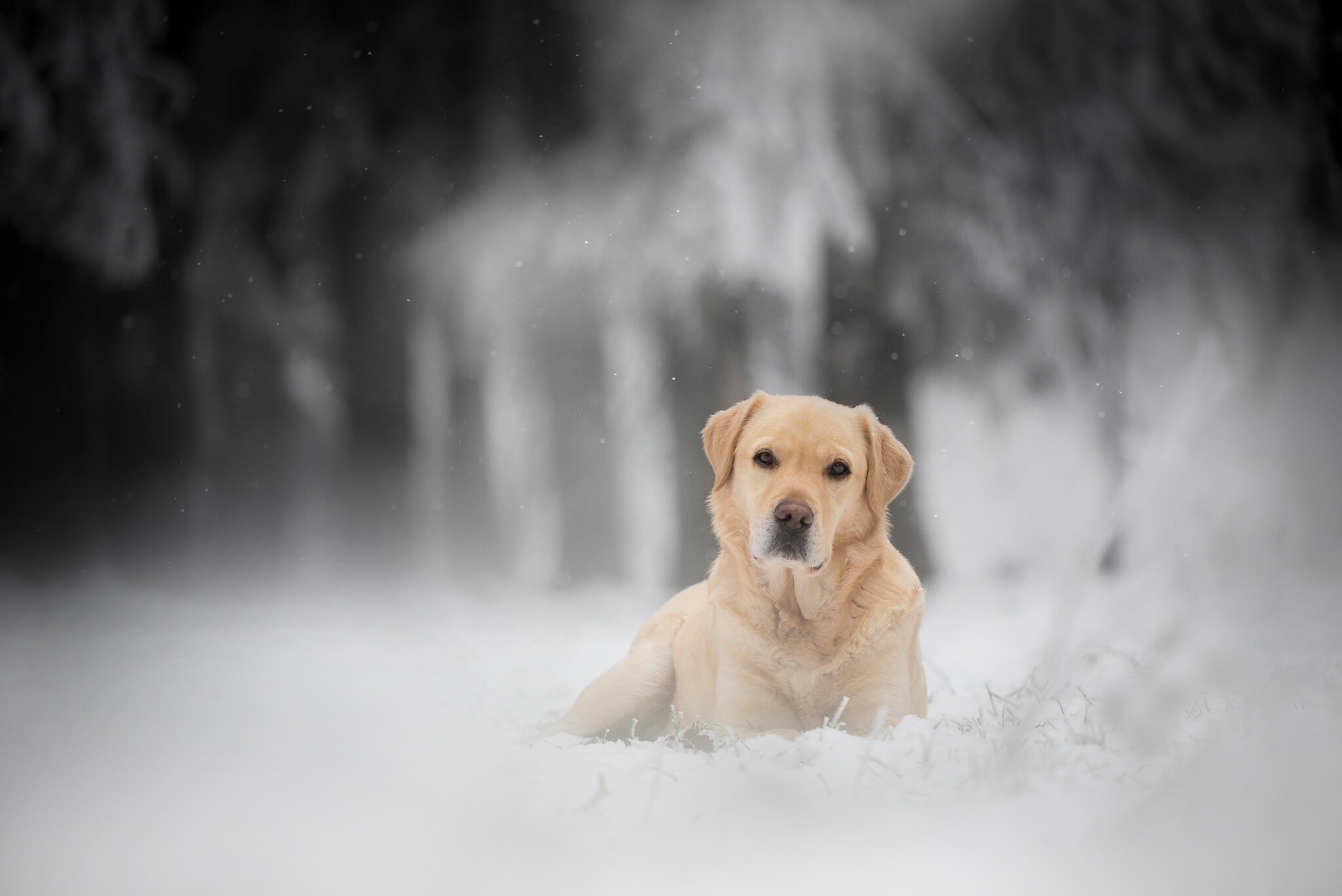 Snow, Labrador Retriever Wallpaper, 2050x1370 HD Desktop