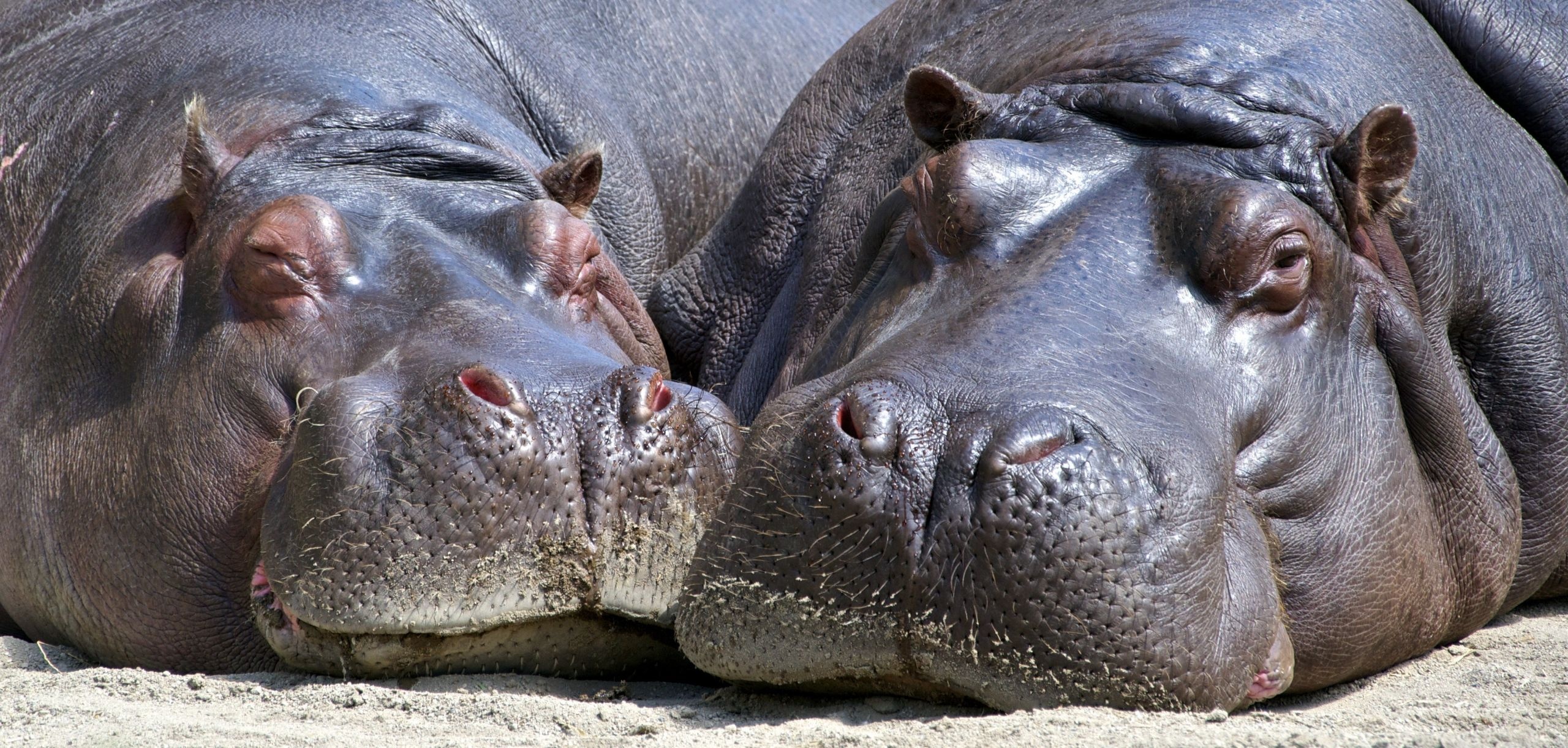 Couple, Hippopotamus Wallpaper, 2560x1230 Dual Screen Desktop