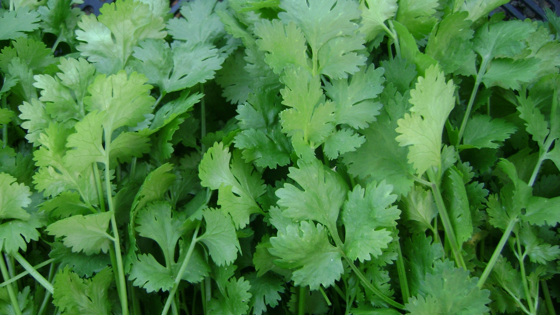 Cilantro leaves, Kidney stone remedy, Herbal medicine, Natural relief, 1920x1080 Full HD Desktop