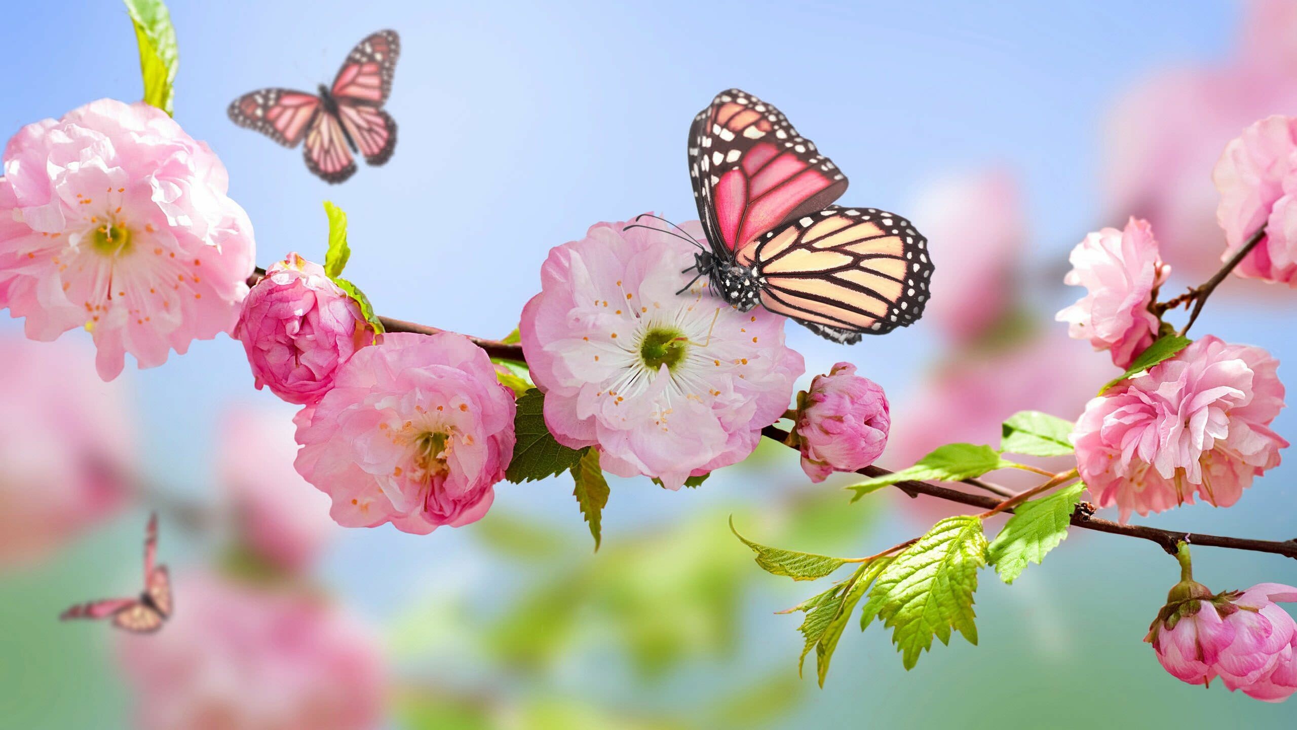 Butterflies, Spring Wallpaper, 2560x1440 HD Desktop