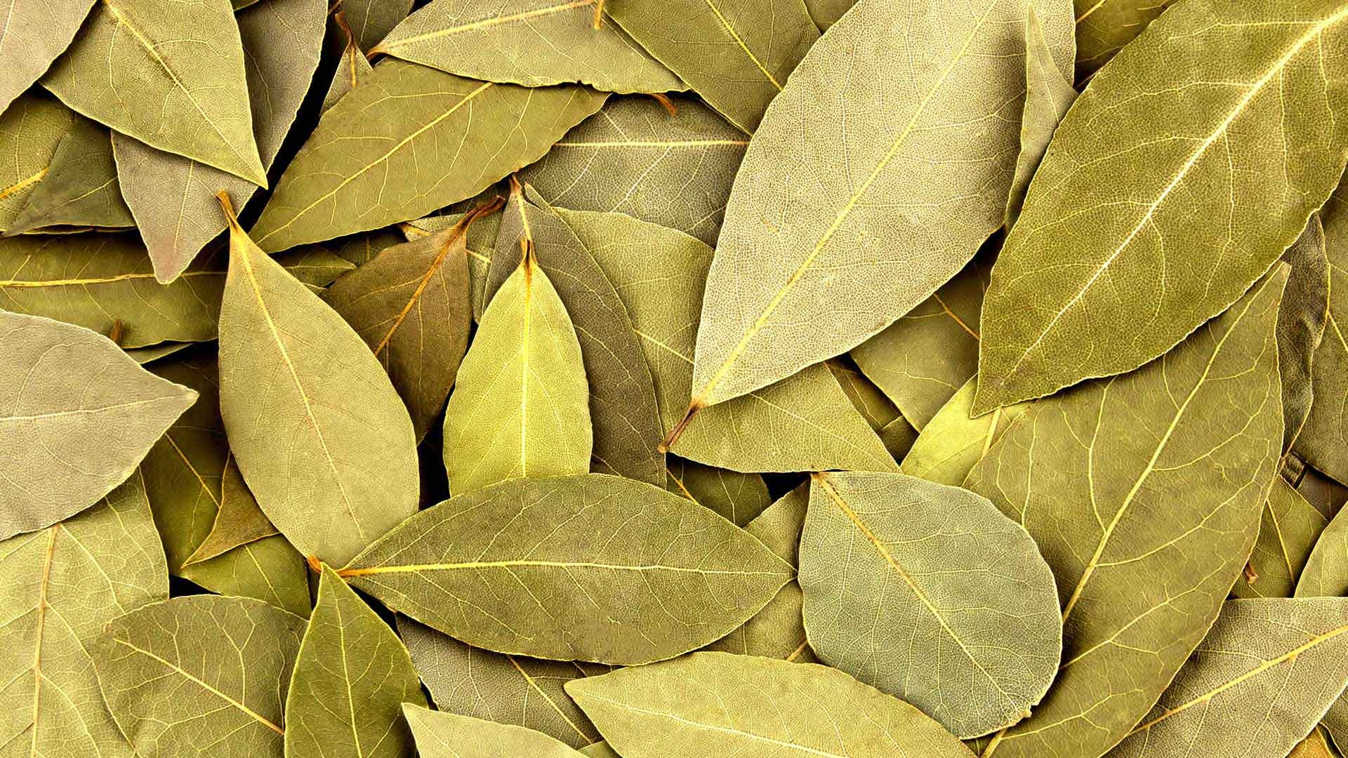 Bay leaves, V P & Sons, 1920x1080 Full HD Desktop