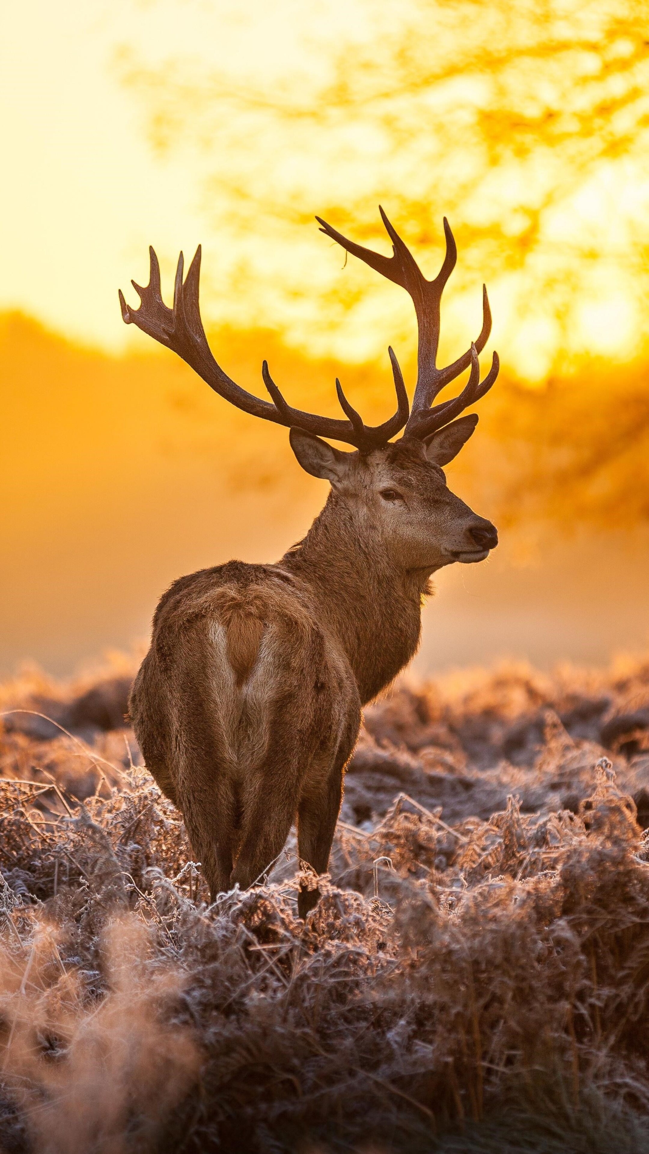 Deer in forest, Xperia wallpapers, HD 4K backgrounds, Serene beauty, 2160x3840 4K Phone