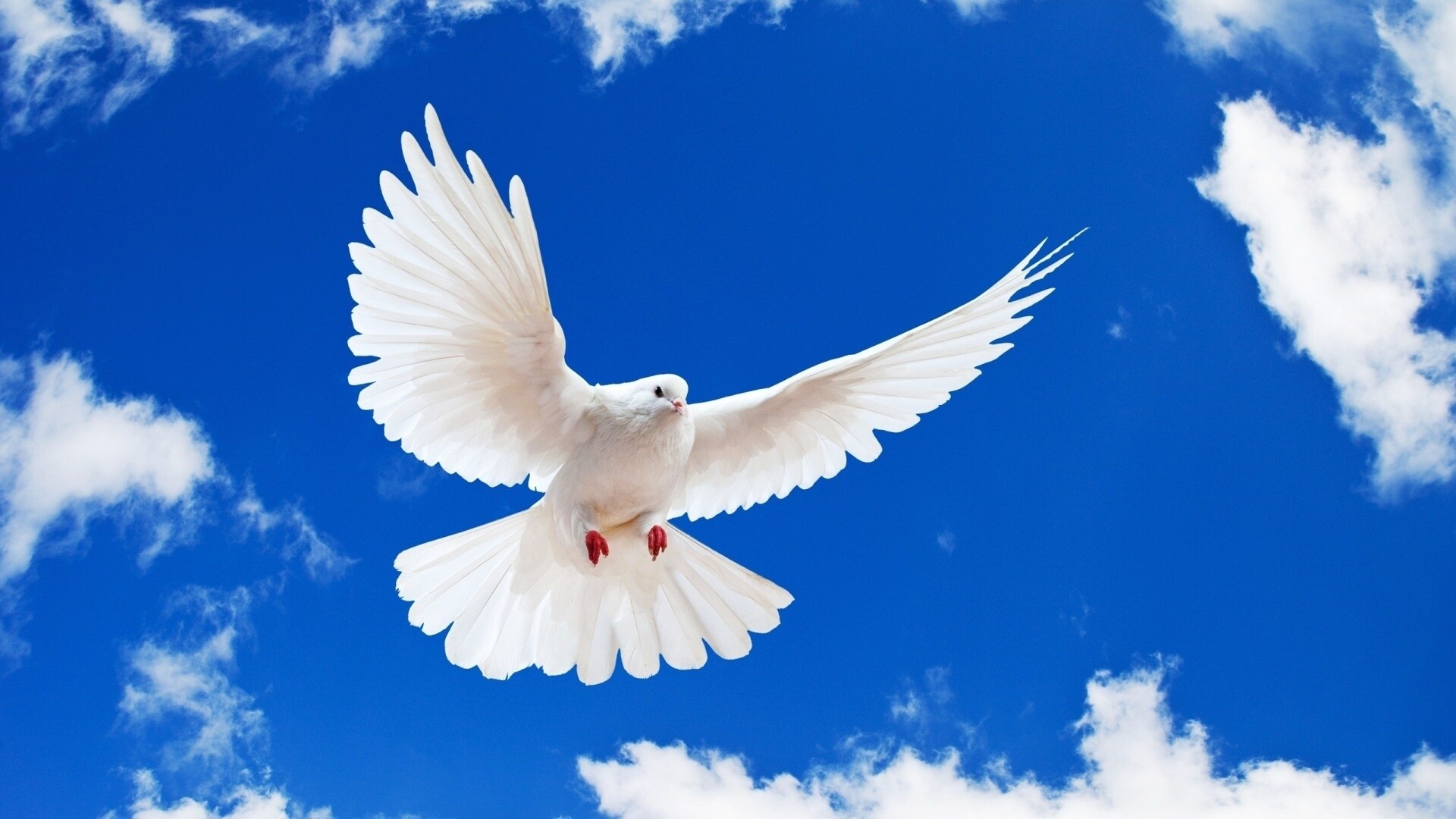 Peace Day, Peace bird, Clipart library, Free download, 1920x1080 Full HD Desktop