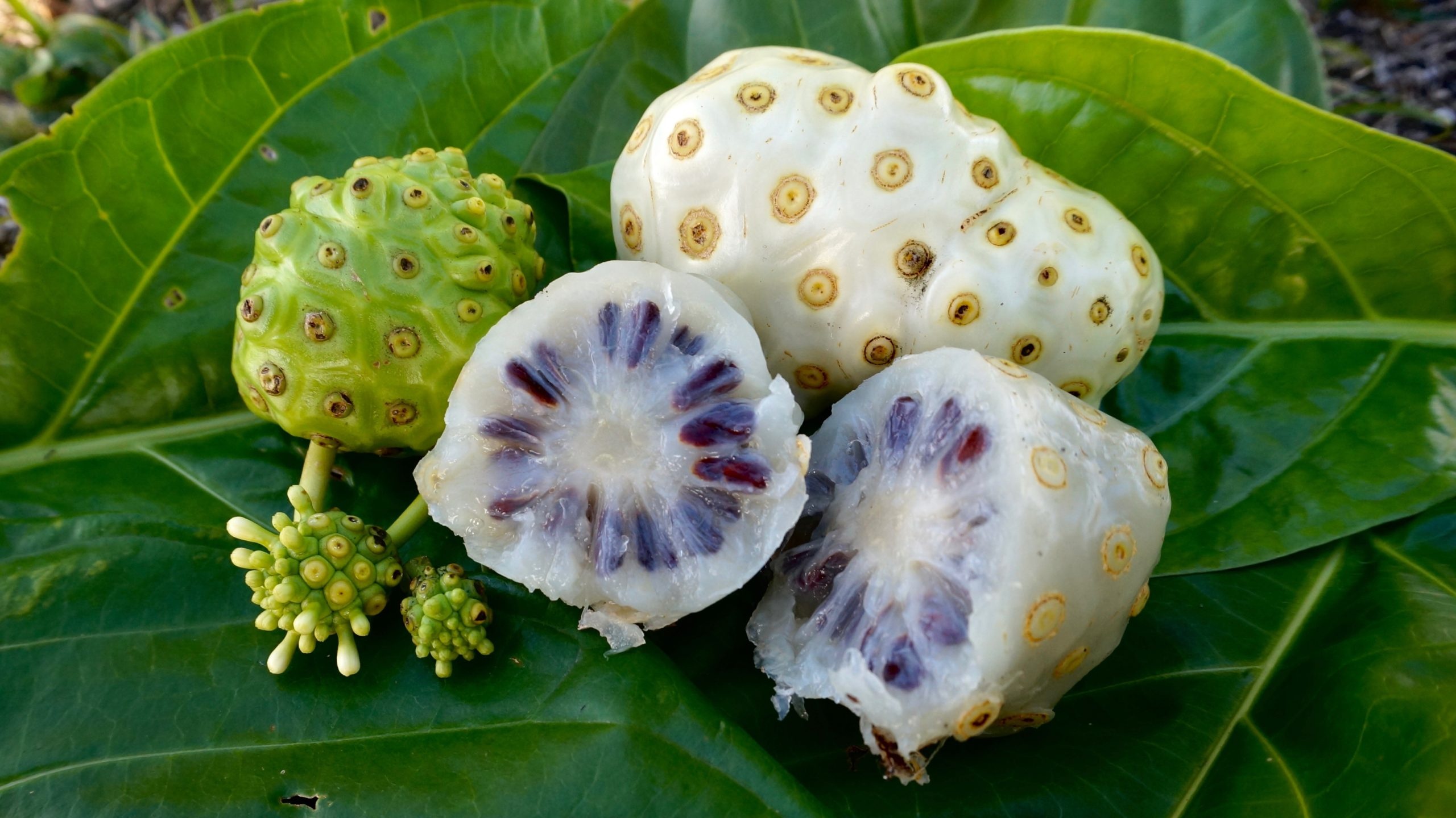 Noni Fruit, Plant characteristics, Tropical soil, Morinda citrifolia, 2560x1440 HD Desktop