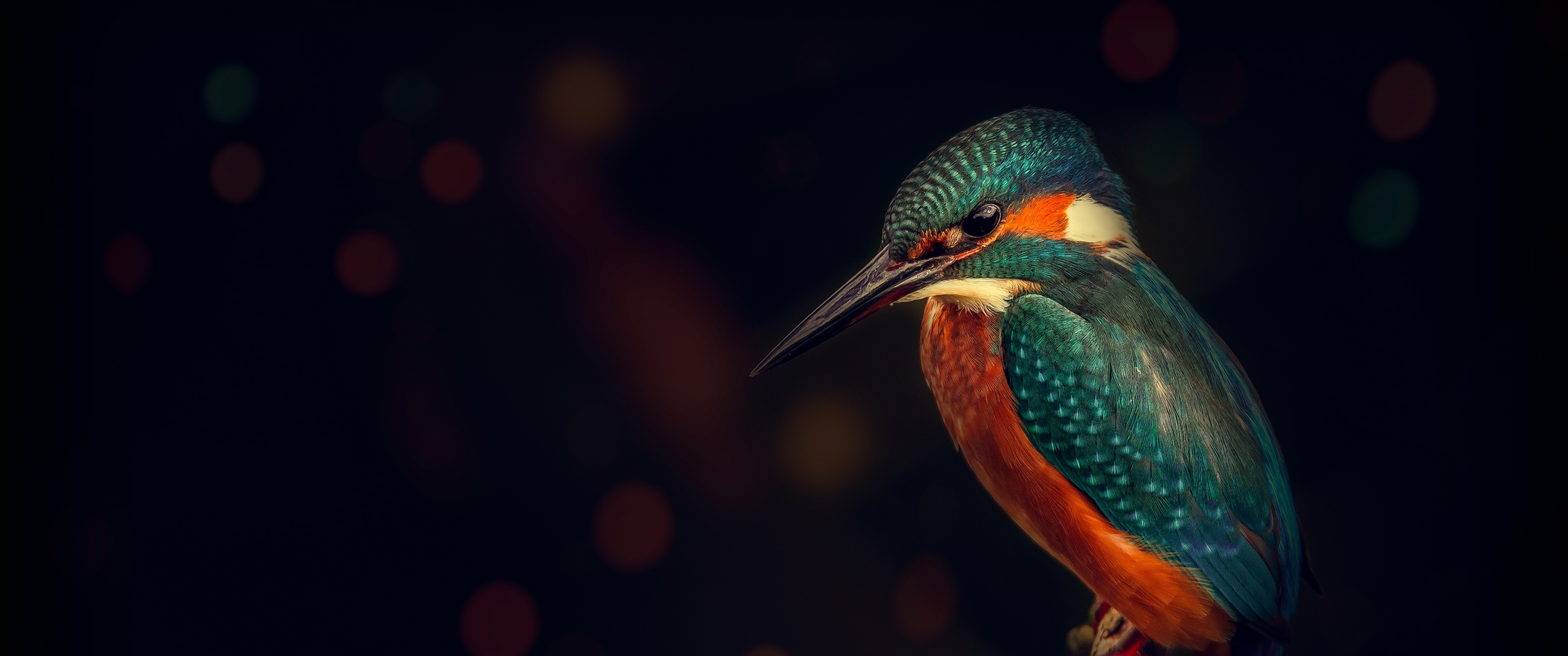 4K bird wallpaper, Wildlife, Dark background, Animals, 3440x1440 Dual Screen Desktop