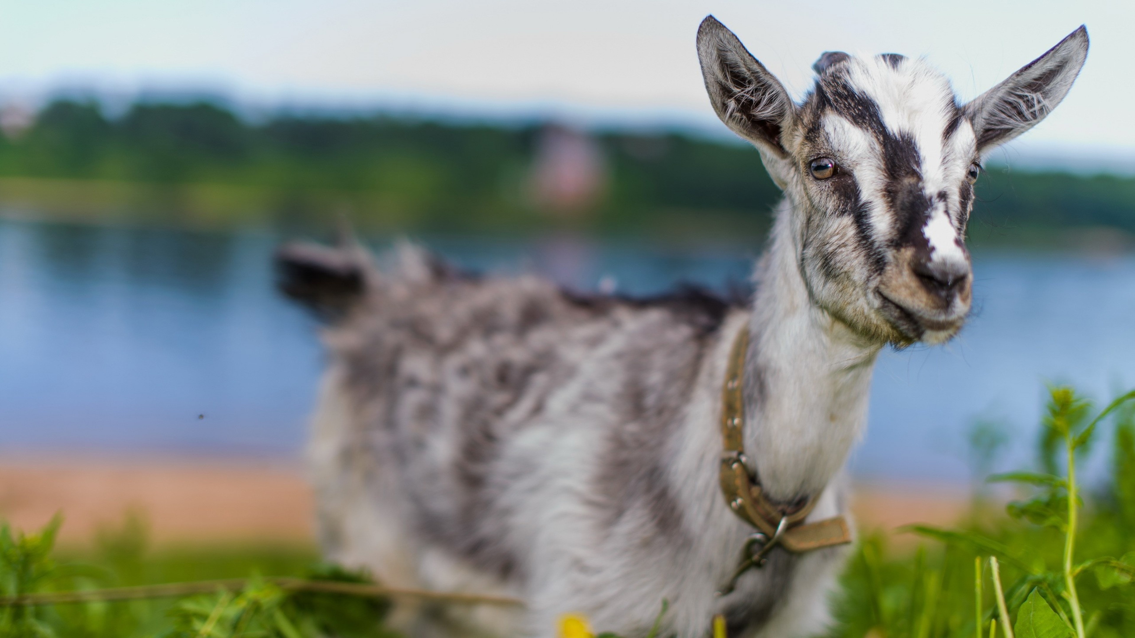 Goat, Immersive 4K, Crystal-clear detail, Stunning visuals, 3840x2160 4K Desktop