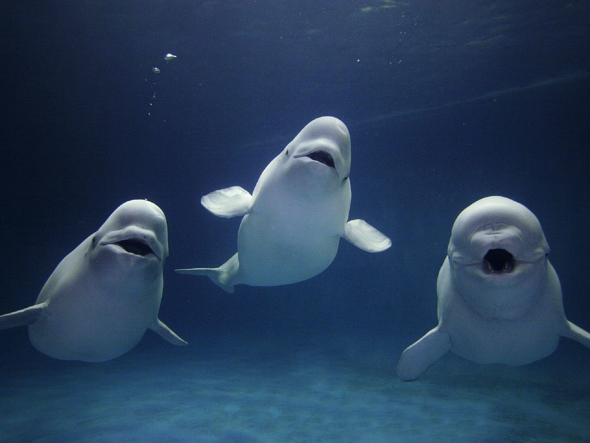 Beluga Whale, Stunning whale-themed desktop, Aquatic elegance on your screen, Desktop bliss with belugas, 1920x1440 HD Desktop