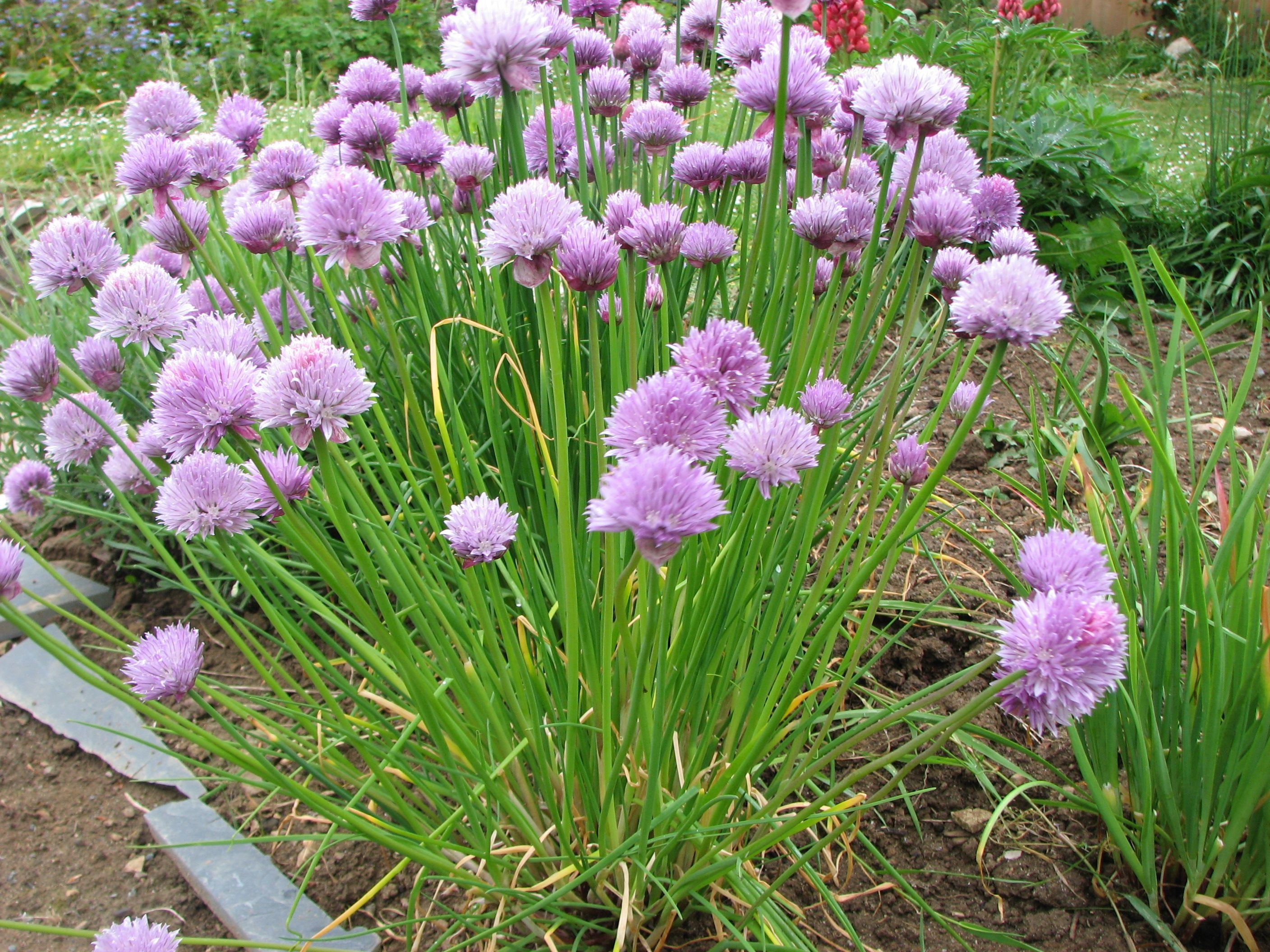 Blooming chives, Hardy perennials, Allium schoenoprasum, Chive seeds, 2820x2120 HD Desktop