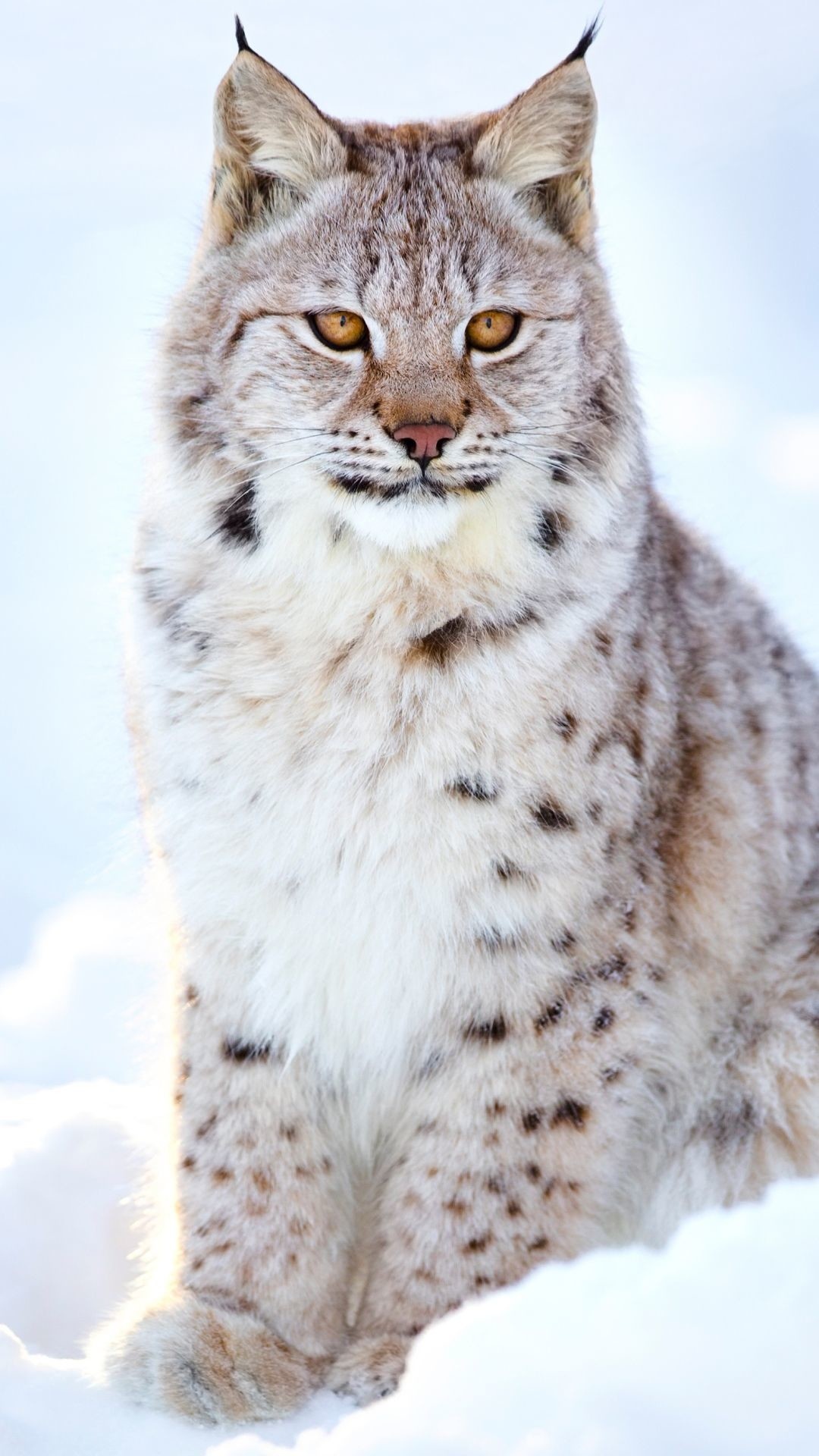 Lynx wallpaper, Striking image, High-resolution, Eye-catching design, 1080x1920 Full HD Phone