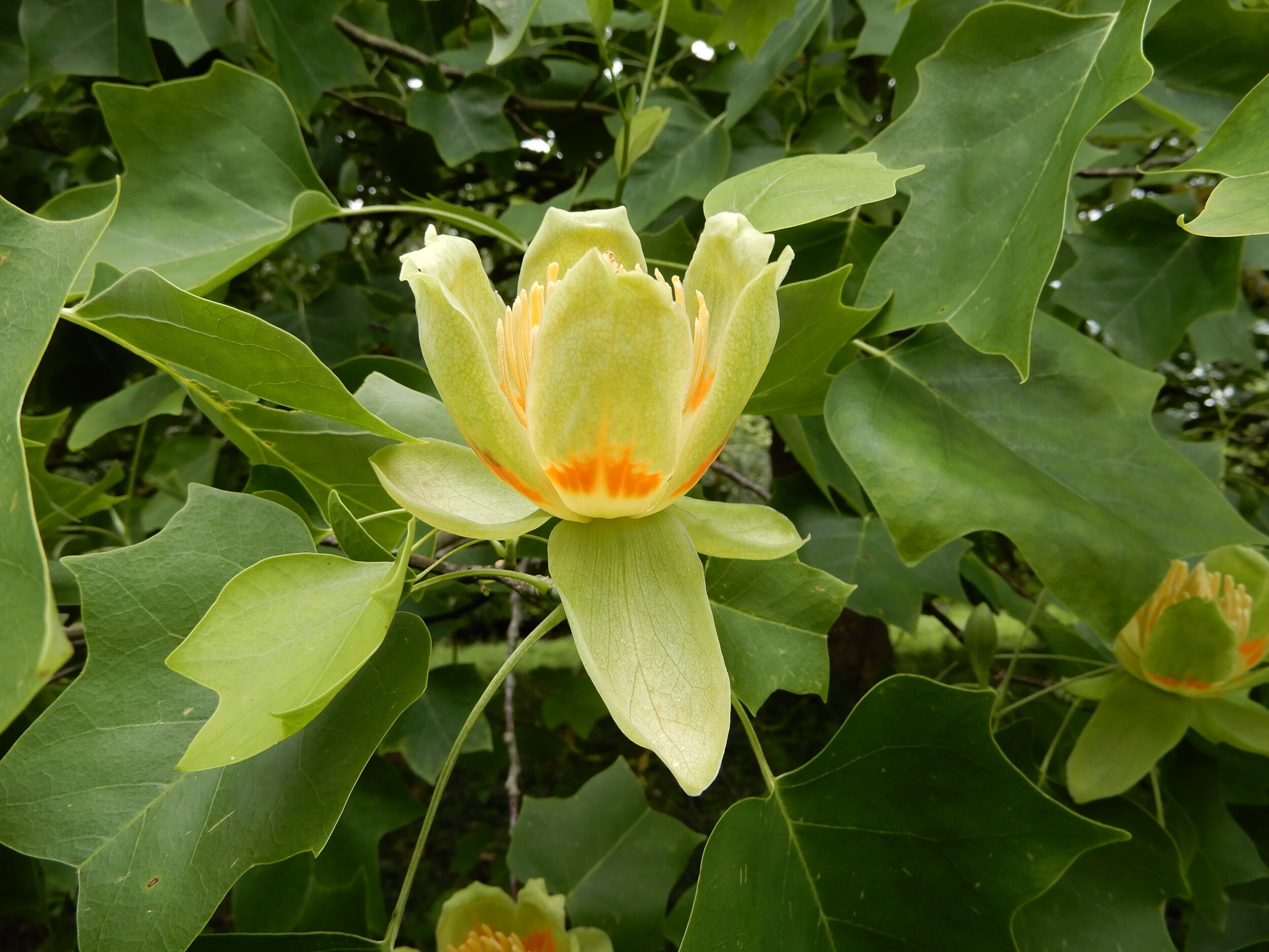 Tulip Tree, Halifax Tree Project, 2500x1880 HD Desktop