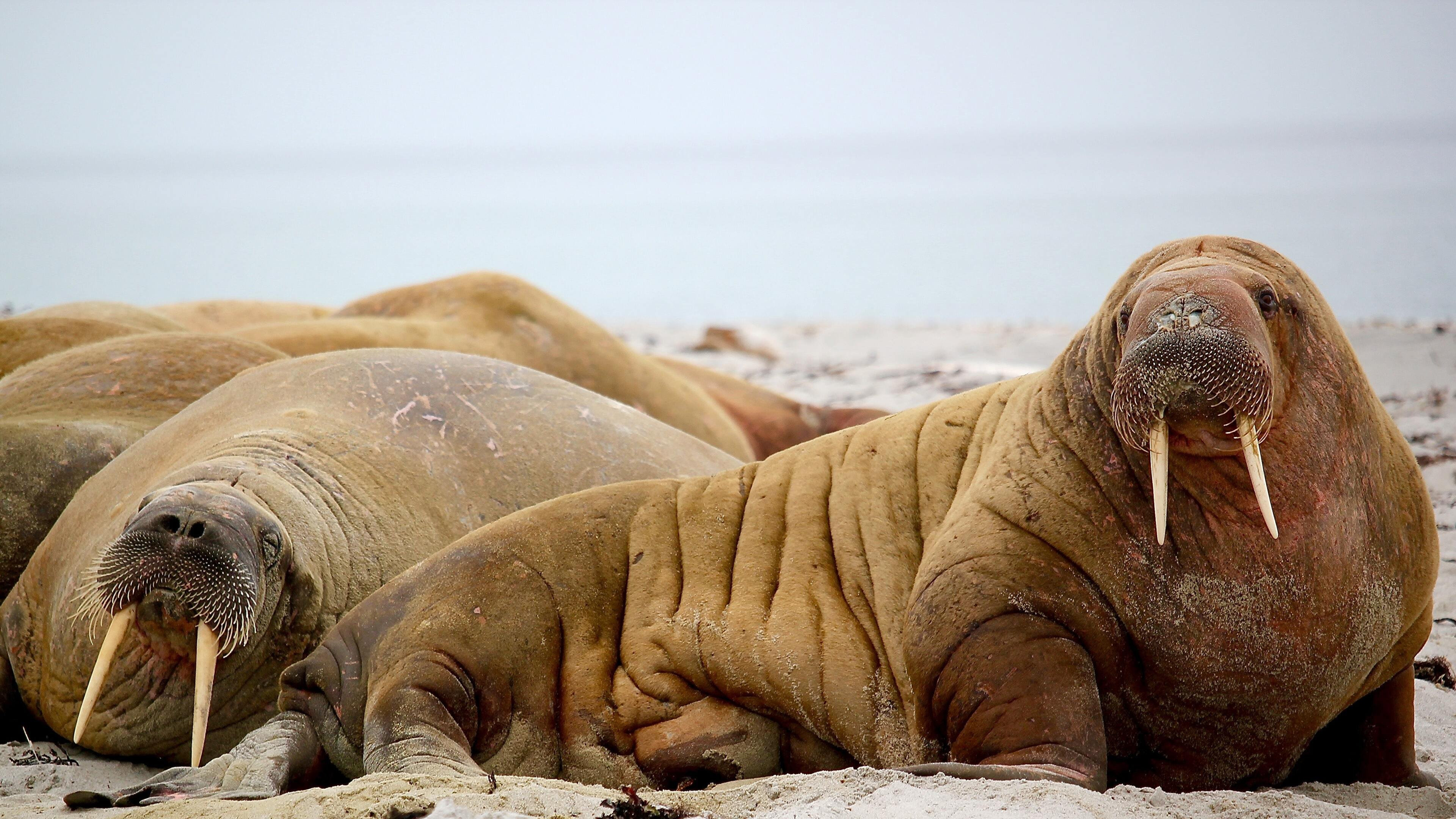 Walrus background, HD wallpapers, Captivating visuals, Desktop beauty, 3840x2160 4K Desktop