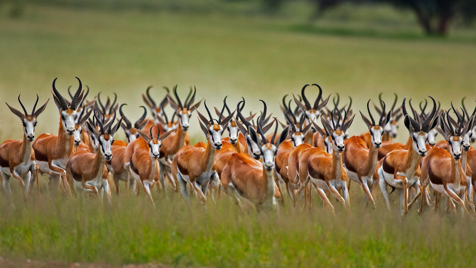 30 antelope wallpapers, Diverse species, African savannah, Nature's marvel, 1920x1080 Full HD Desktop