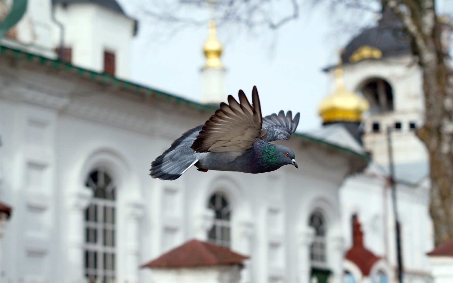 Pigeon illustrations, Artistic depictions, Avian beauty, Digital graphics, 1920x1200 HD Desktop