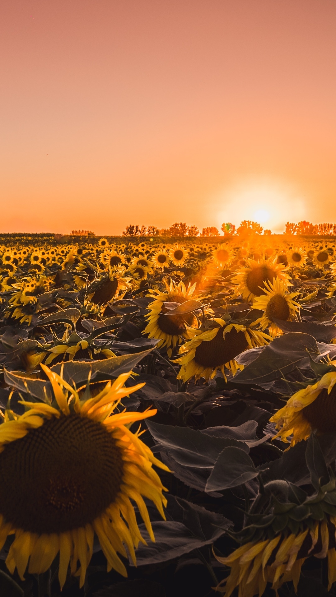 Sunflowers farm, Golden hour, 5k resolution, Vibrant colors, 1080x1920 Full HD Phone