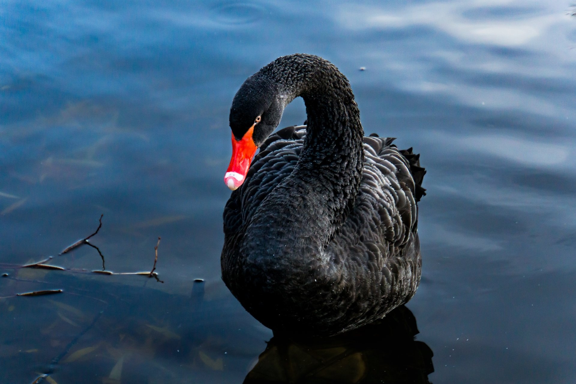 Black Swan, Ultra HD wallpaper, Background image, 6000x4000, 1920x1280 HD Desktop