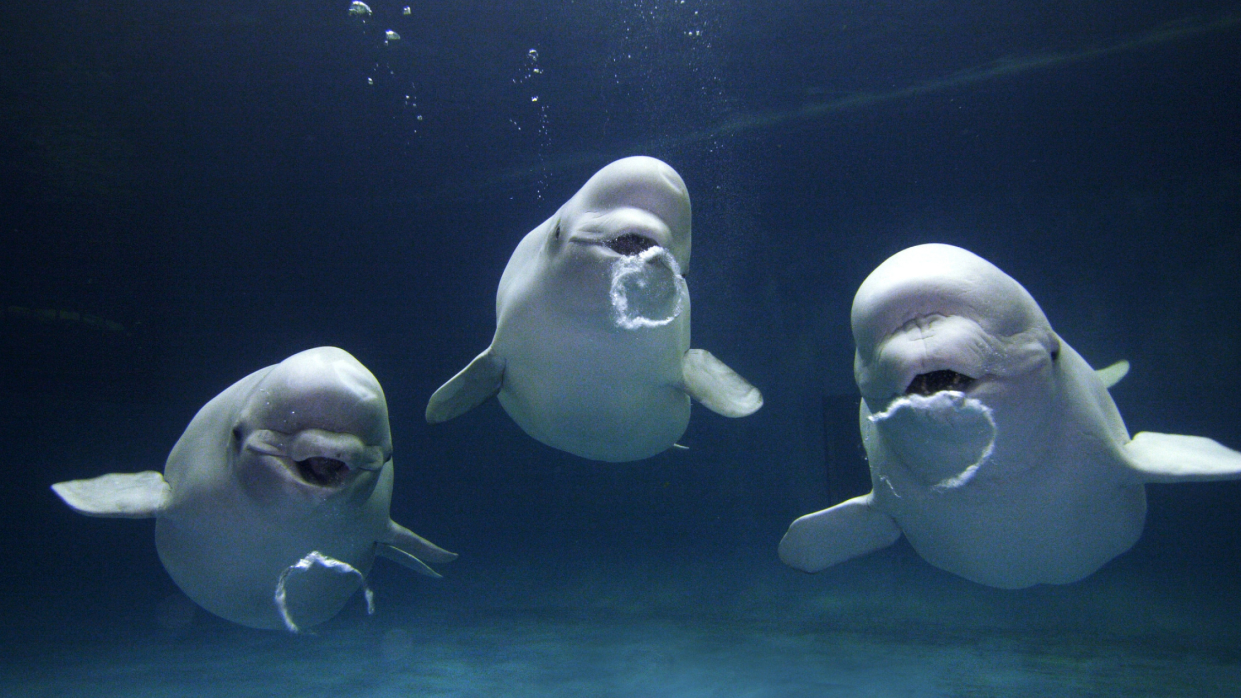 Beluga Whales, Oceanic wonders, Marine life, Majestic creatures, 2560x1440 HD Desktop