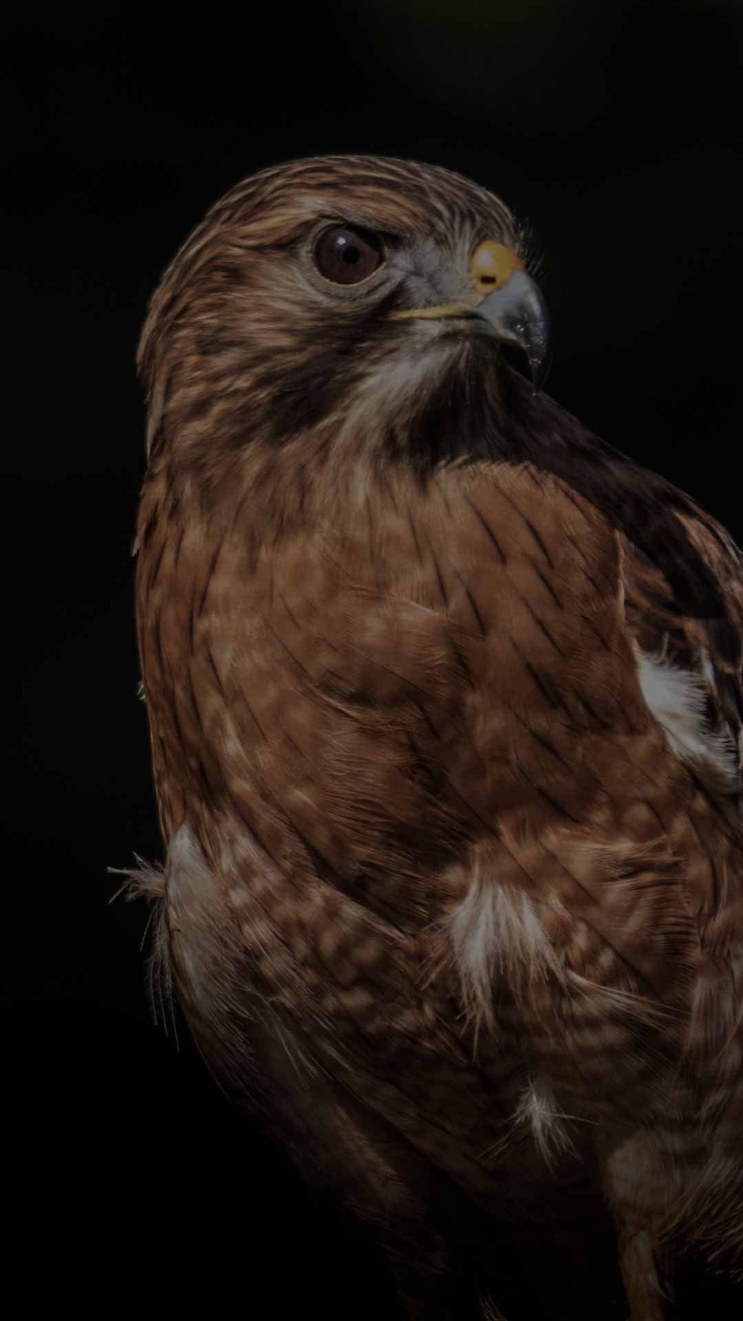 Buzzard (Animal), Dark wallpapers, Striking backgrounds, Free download, 1080x1920 Full HD Phone