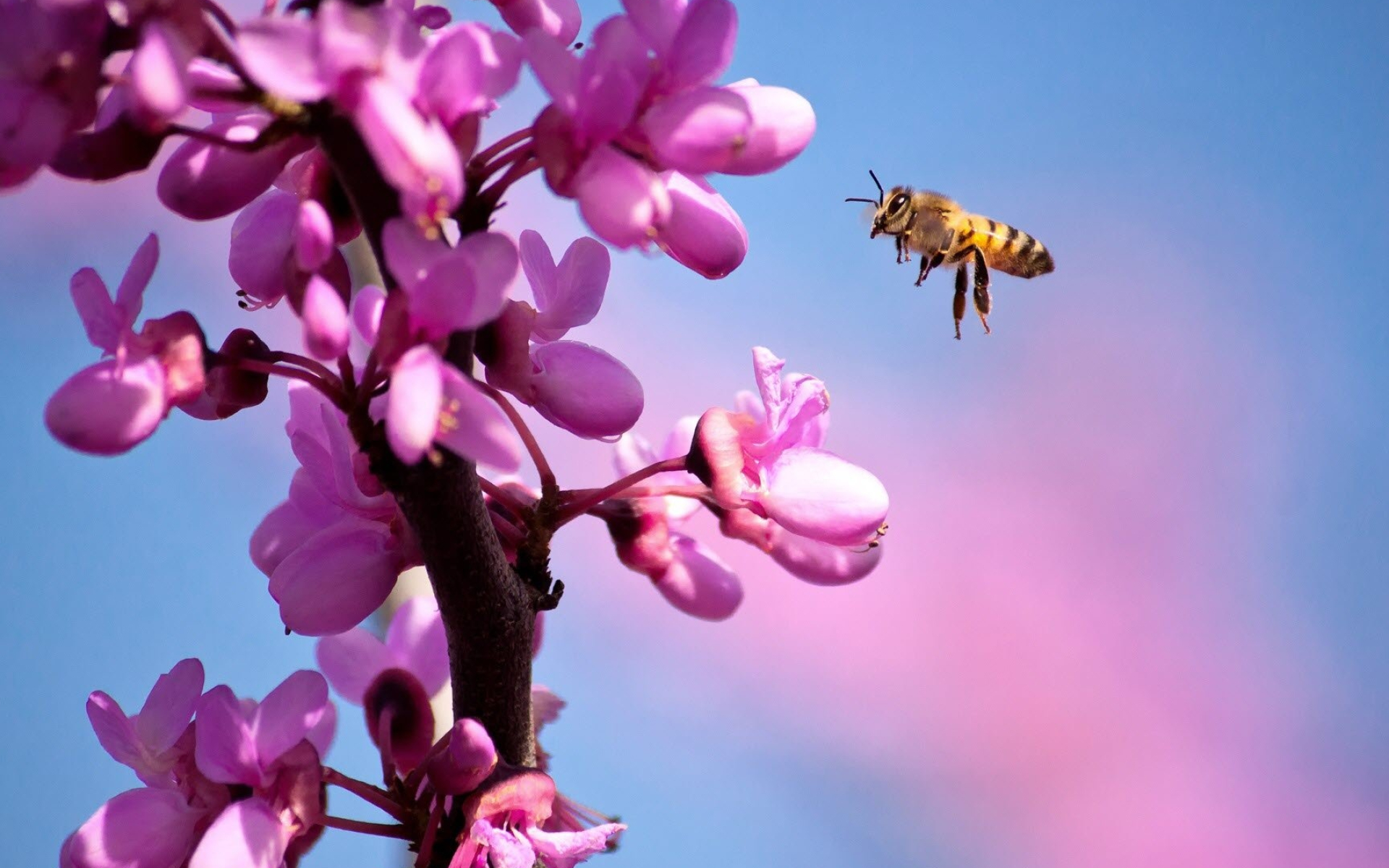Bee wallpapers, Desktop background, Close-up images, Nature scenery, 1920x1200 HD Desktop