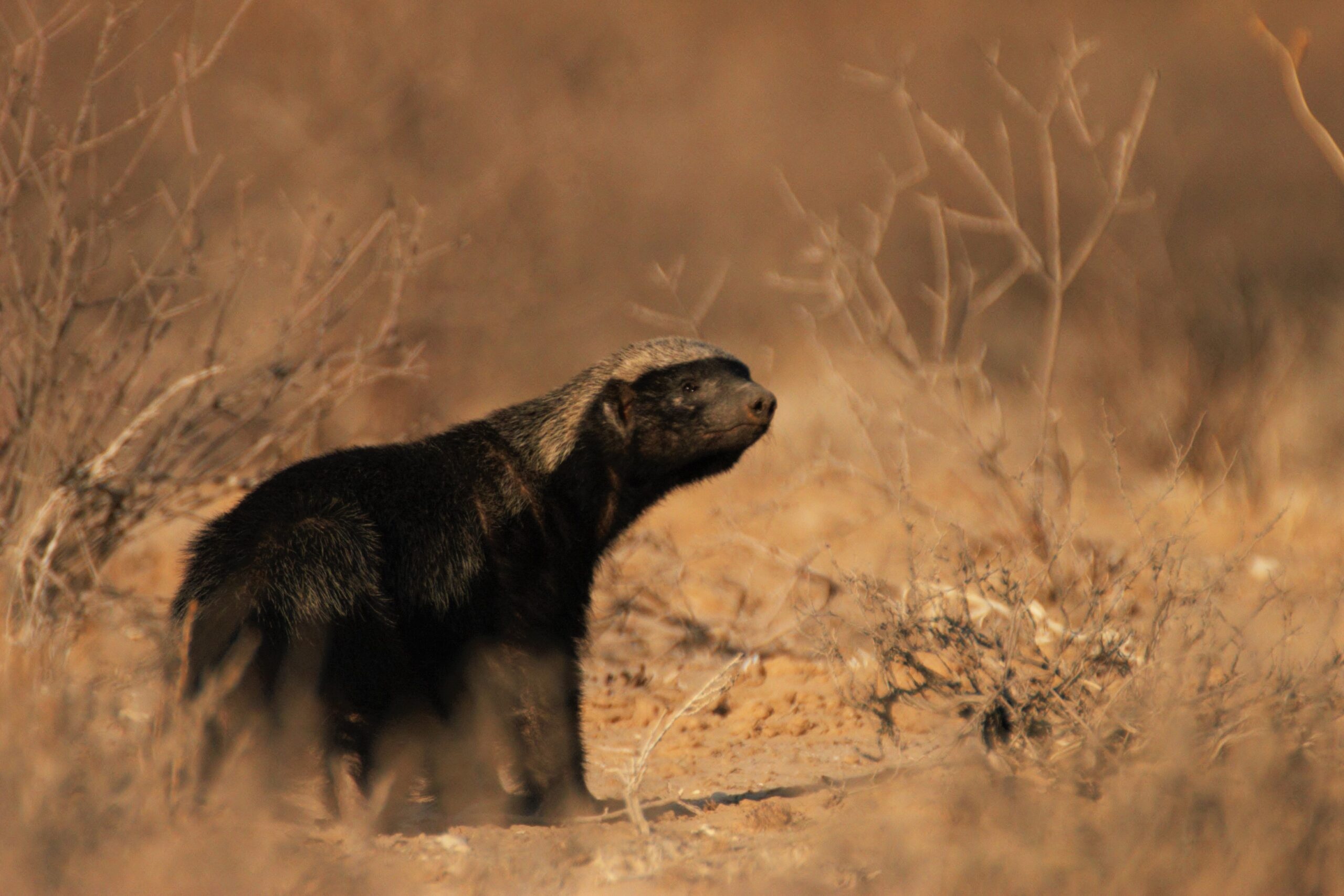 Honey Badger, Bee awareness, Makweti, 2560x1710 HD Desktop