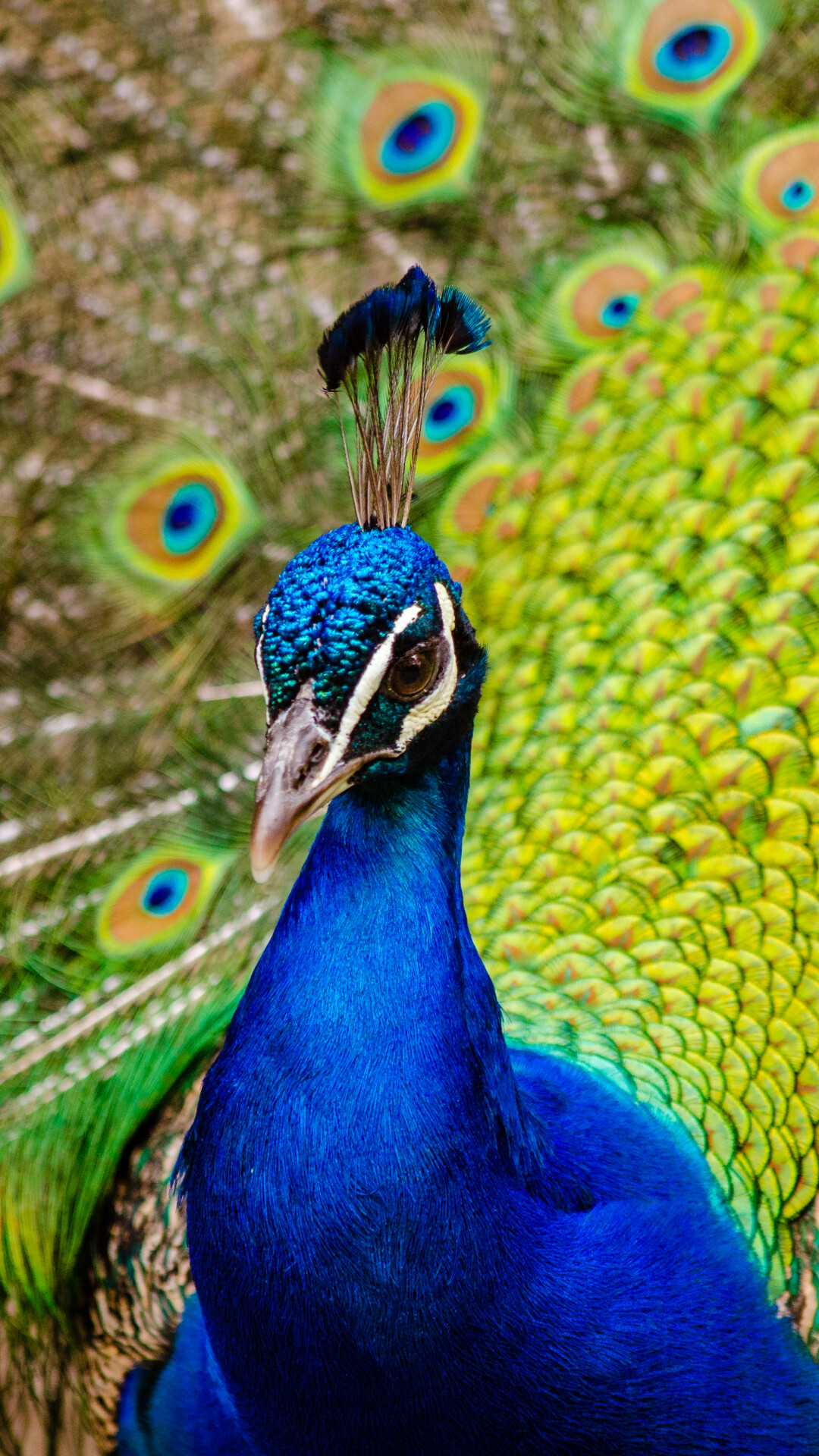 Animal peacock, Wildlife, Nature, Colorful, 1080x1920 Full HD Phone