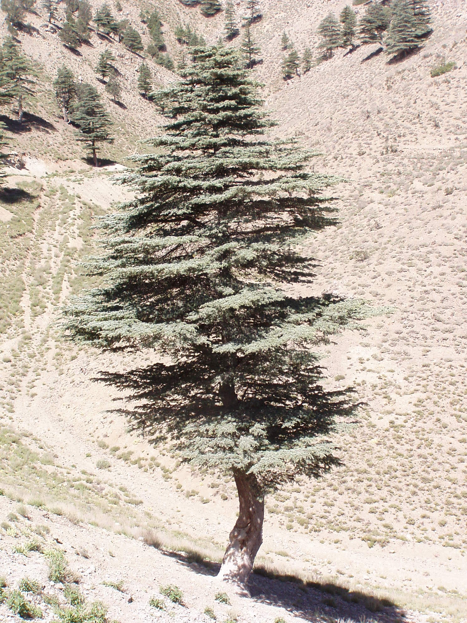 Paktia, Cedar Trees Wallpaper, 1490x1990 HD Phone