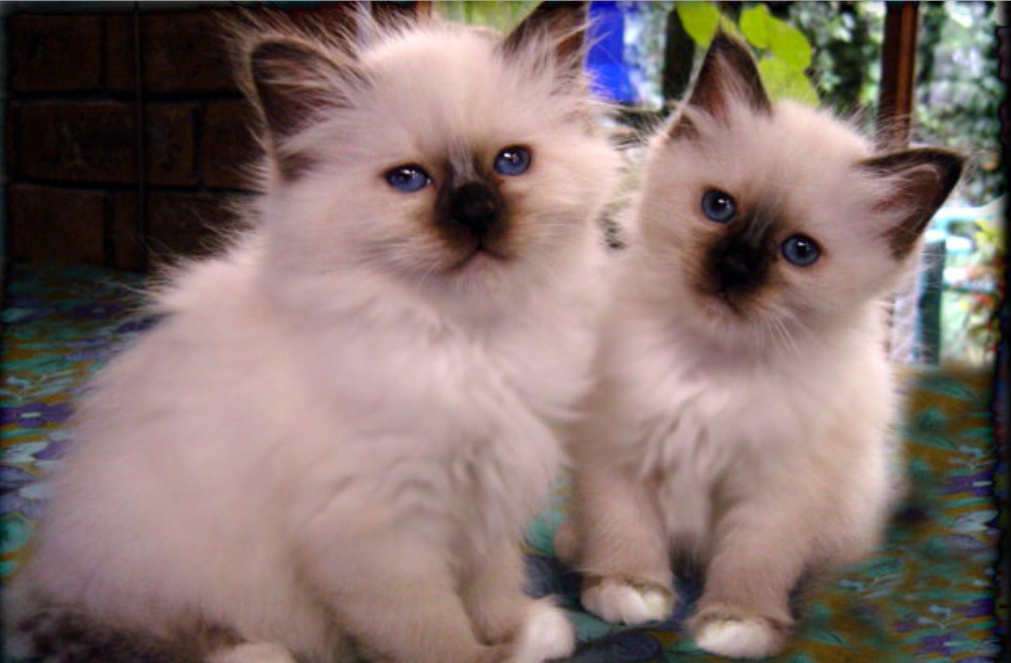 Peloux two female, Seal point Birmans, Cute cats Birman, Cats, 1980x1300 HD Desktop