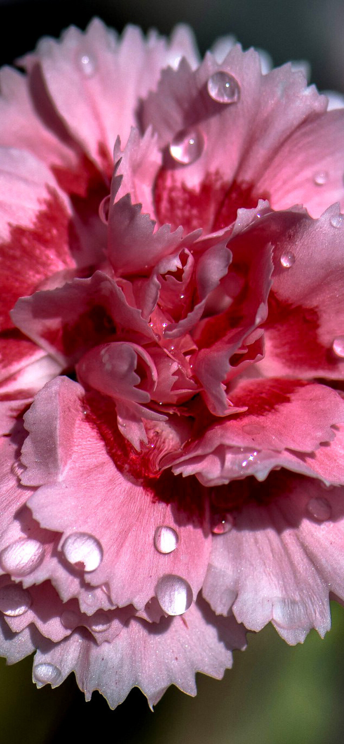 Drops, Carnations Wallpaper, 1170x2540 HD Phone