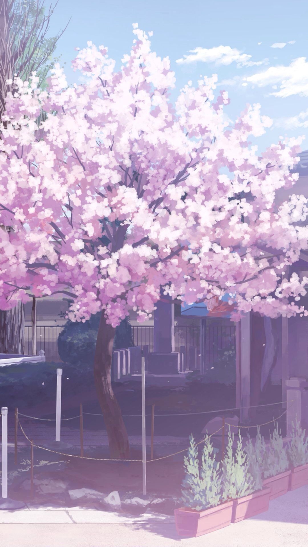 Blooming sakura tree, Potted sidewalk planters, Sunny anime courtyard, Full HD Phone wallpaper