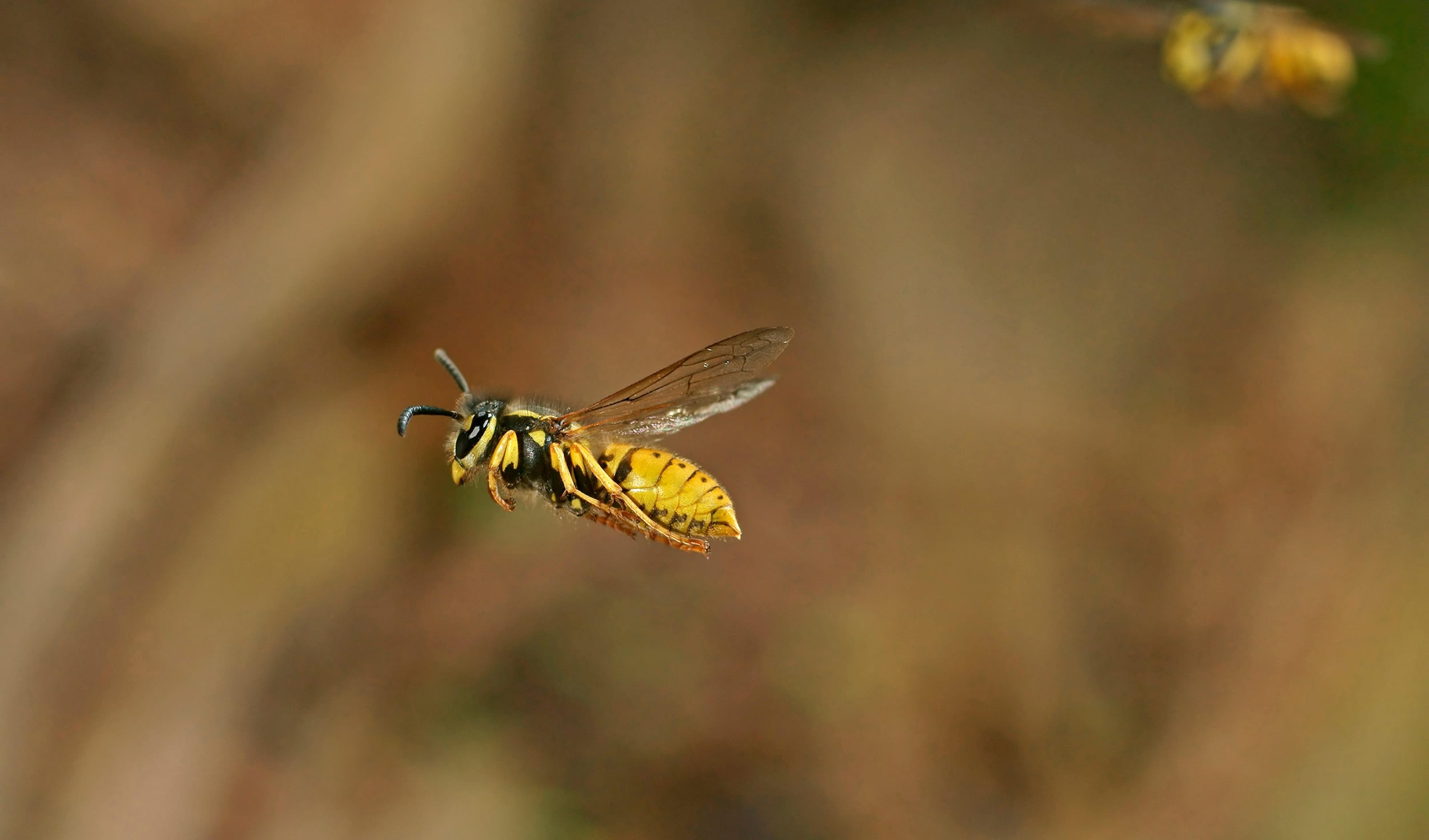 Flight, Wasp Wallpaper, 2500x1470 HD Desktop