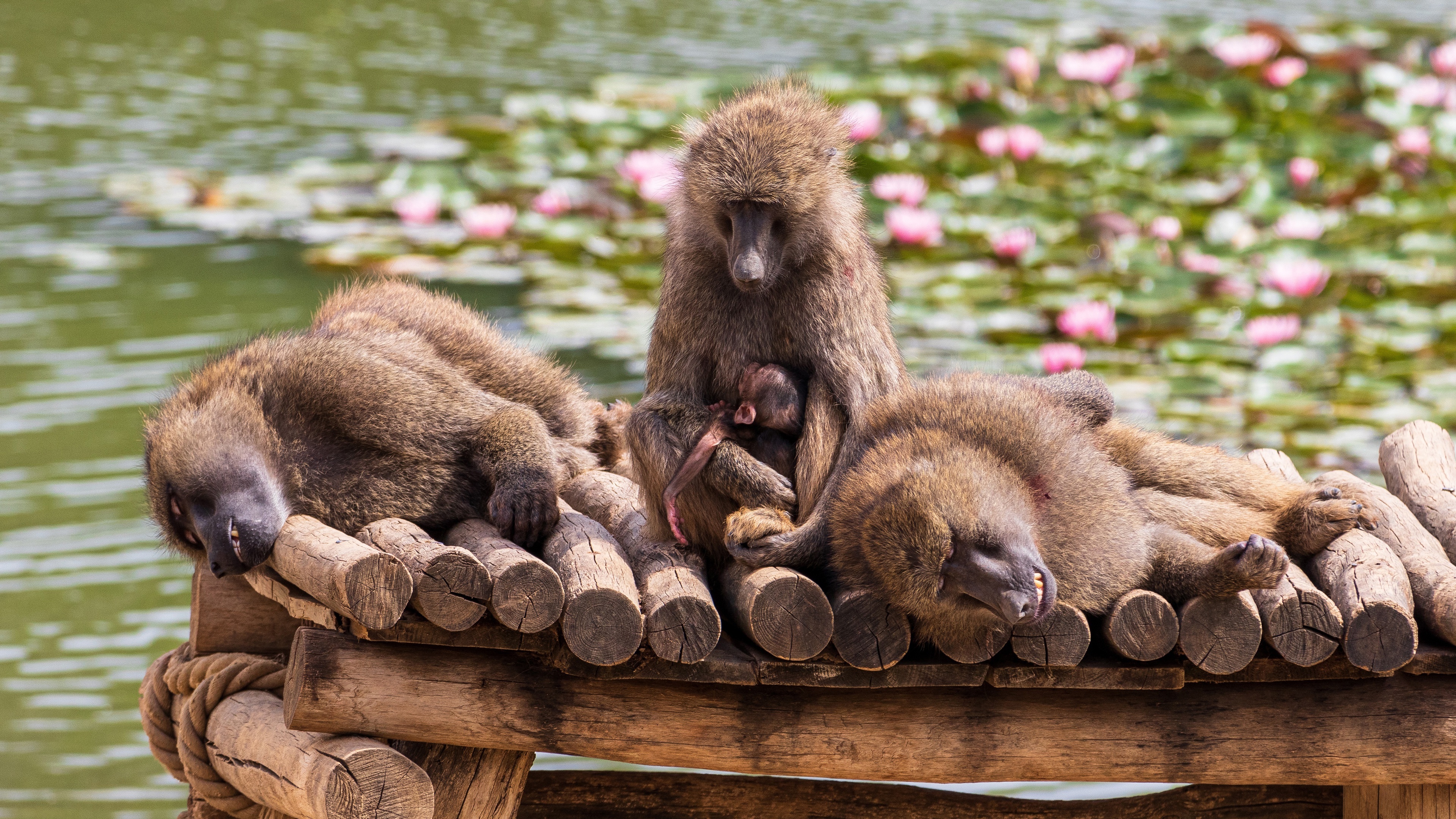 Baboon wallpapers, Animal kingdom, Wildlife photography, Primate pride, 3840x2160 4K Desktop