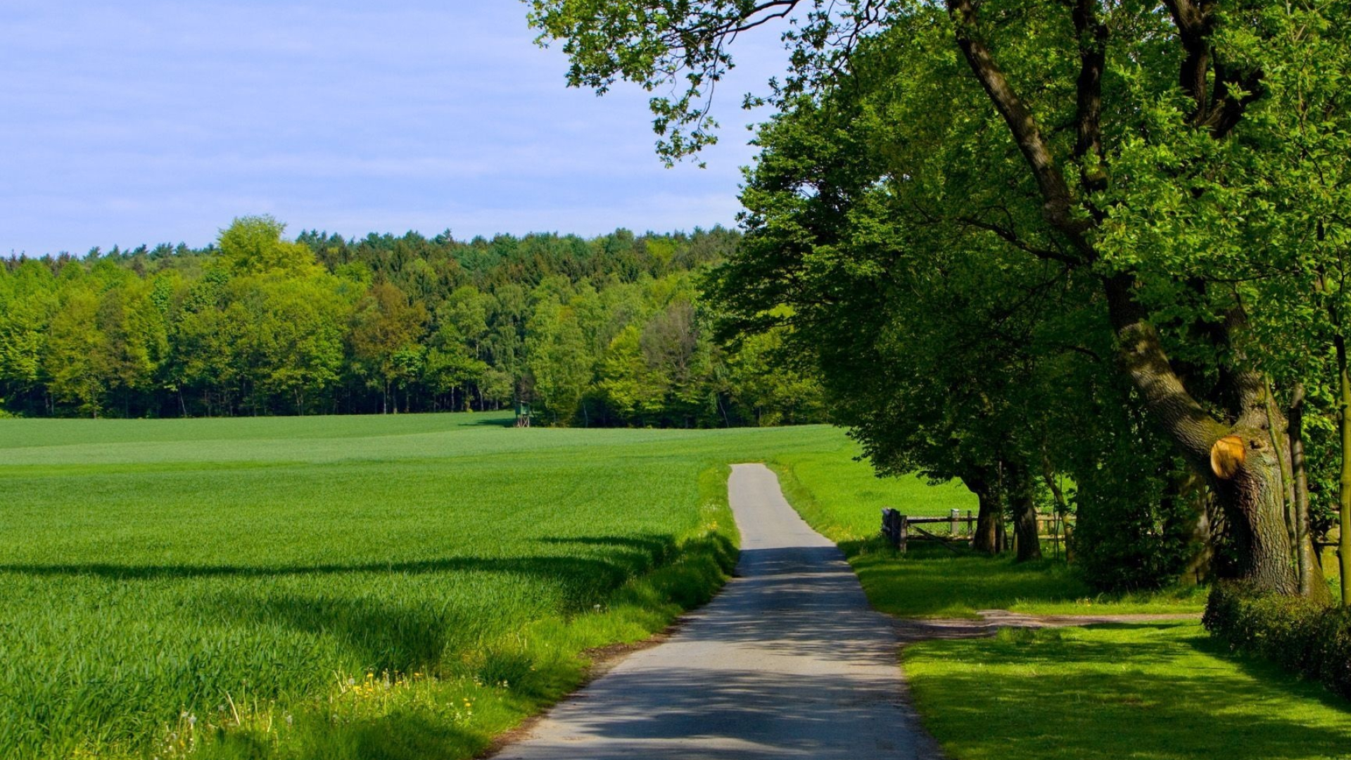 narrow paved country road, vibrant green crop field, shady roadside oak trees, Full HD Desktop wallpaper