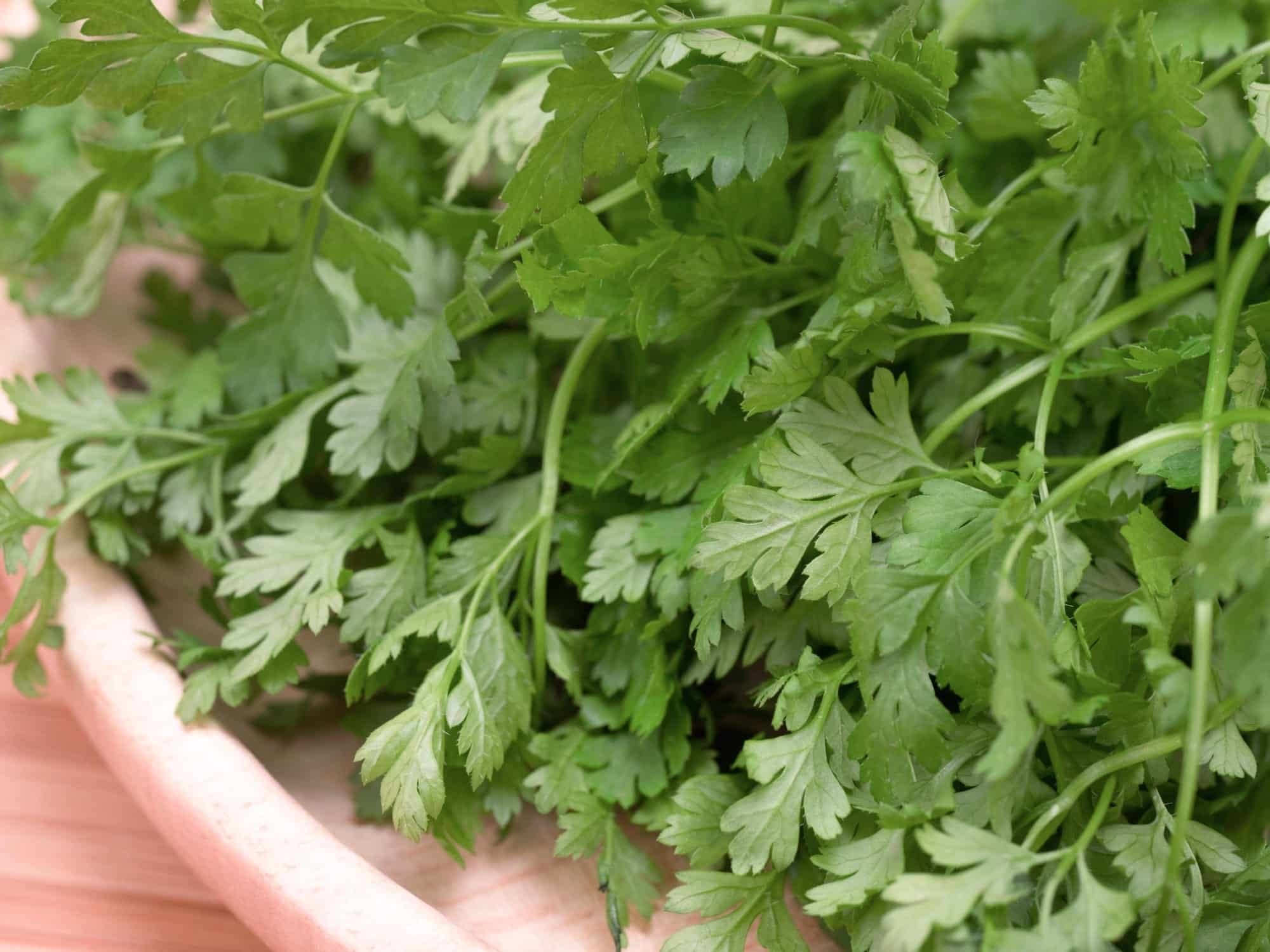 Chervil, Parsley showdown, Spiceography, 2000x1500 HD Desktop