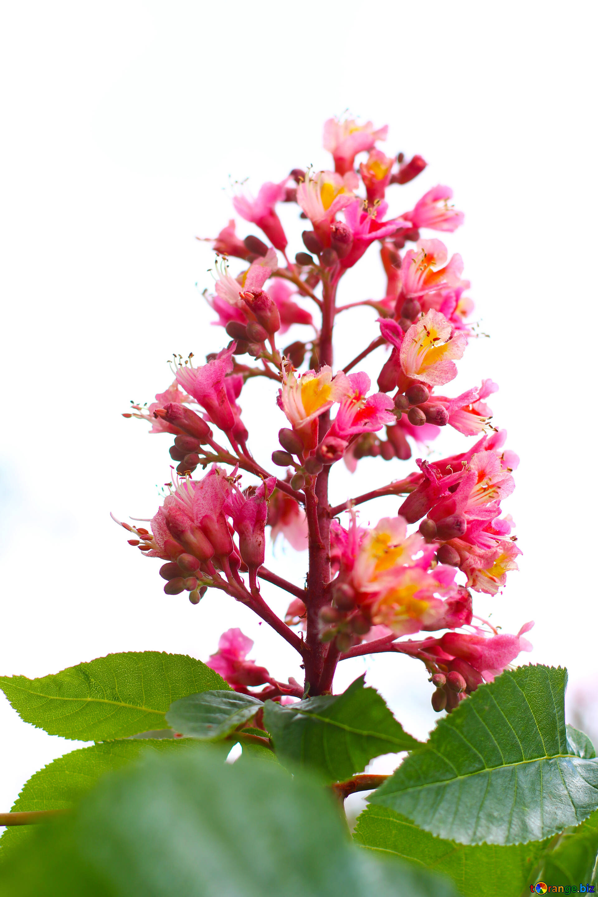 Chestnut tree, Flowering branches, Nature image, White background, 1920x2880 HD Phone