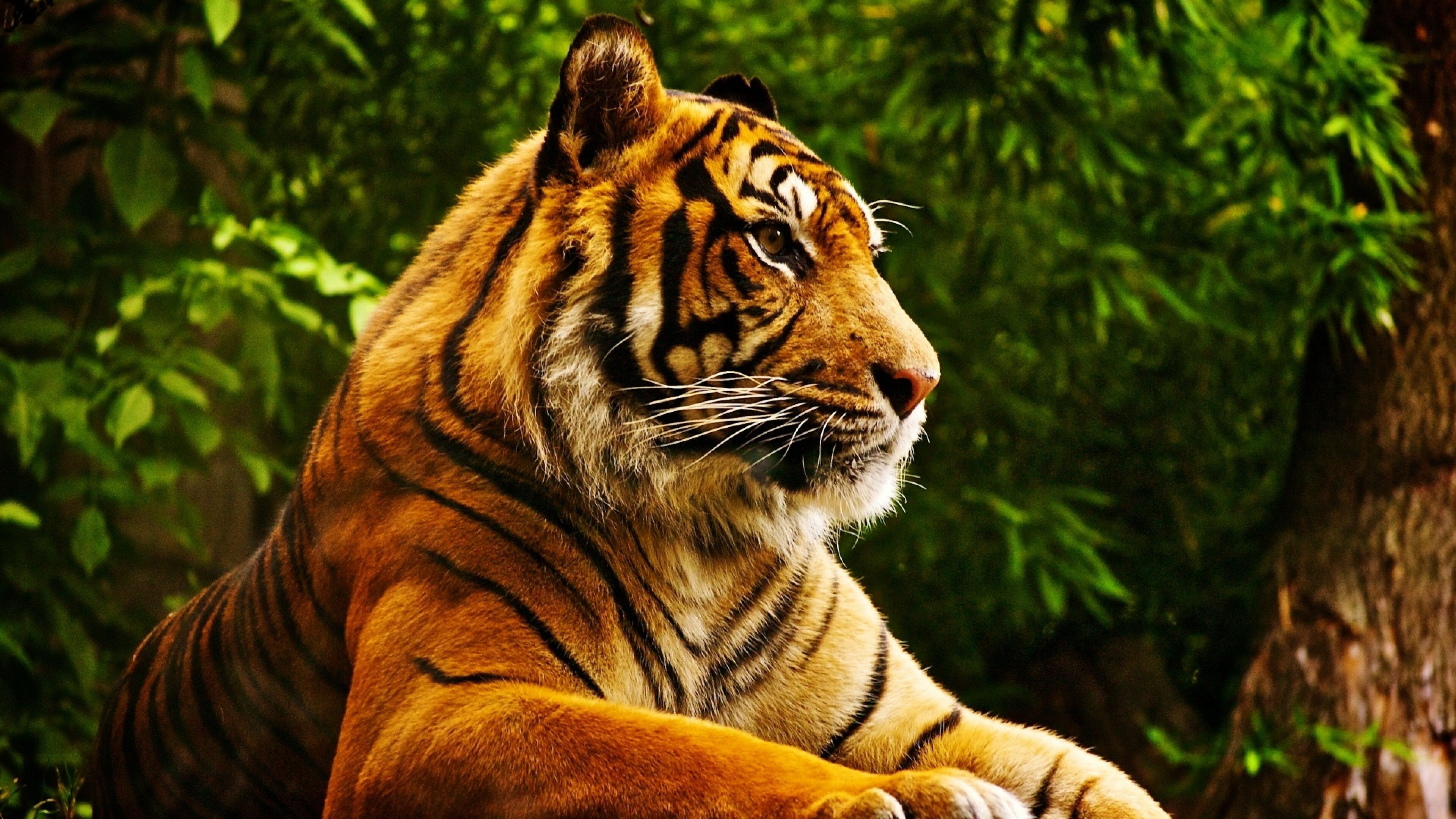 4K tiger, Dynamic wallpapers, Mesmerizing wildlife, Captivating imagery, 3840x2160 4K Desktop