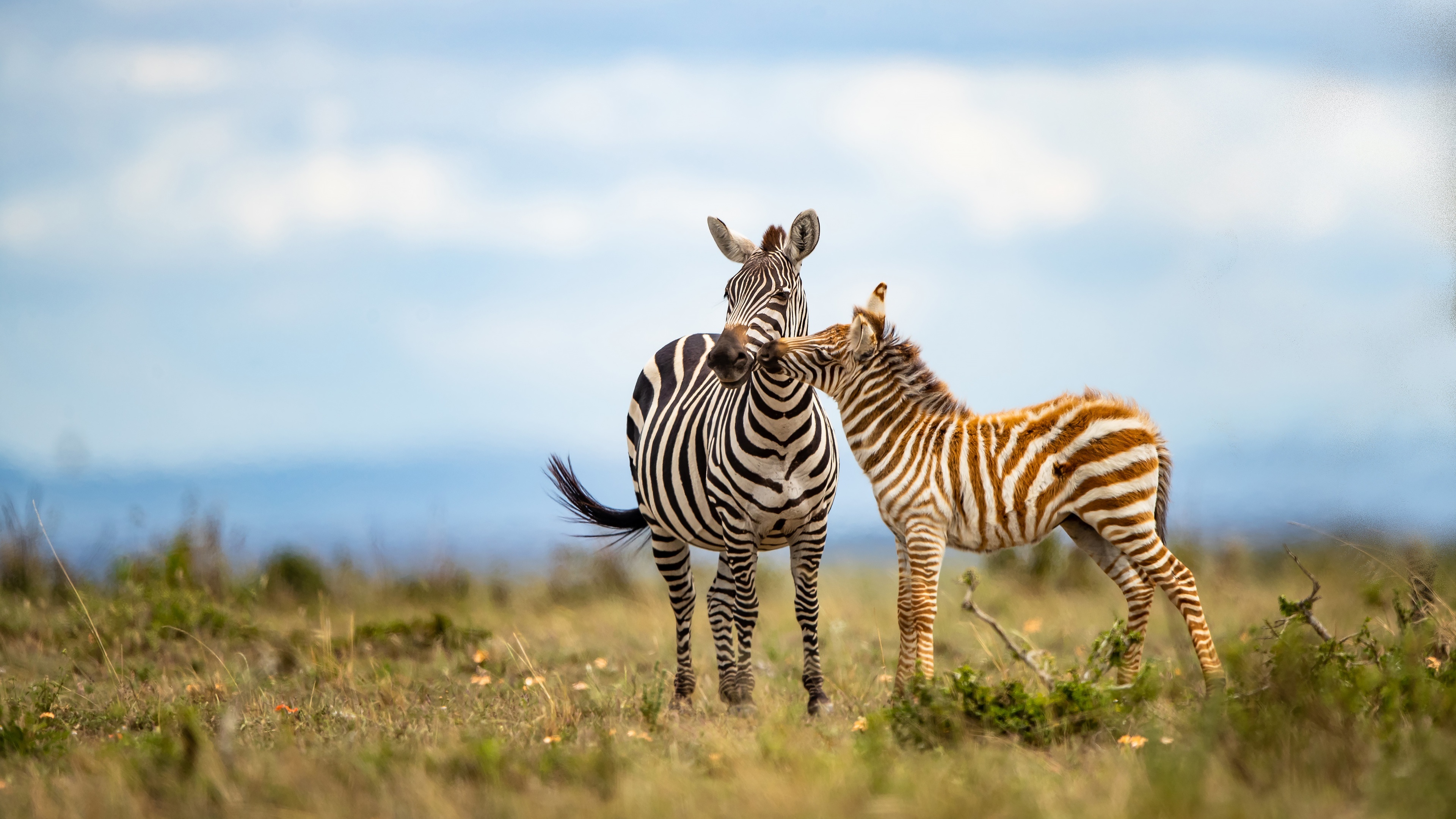 HD zebra wallpapers, Ultra HD beauty, Cool wallpaper collection, Captivating animal, 3840x2160 4K Desktop