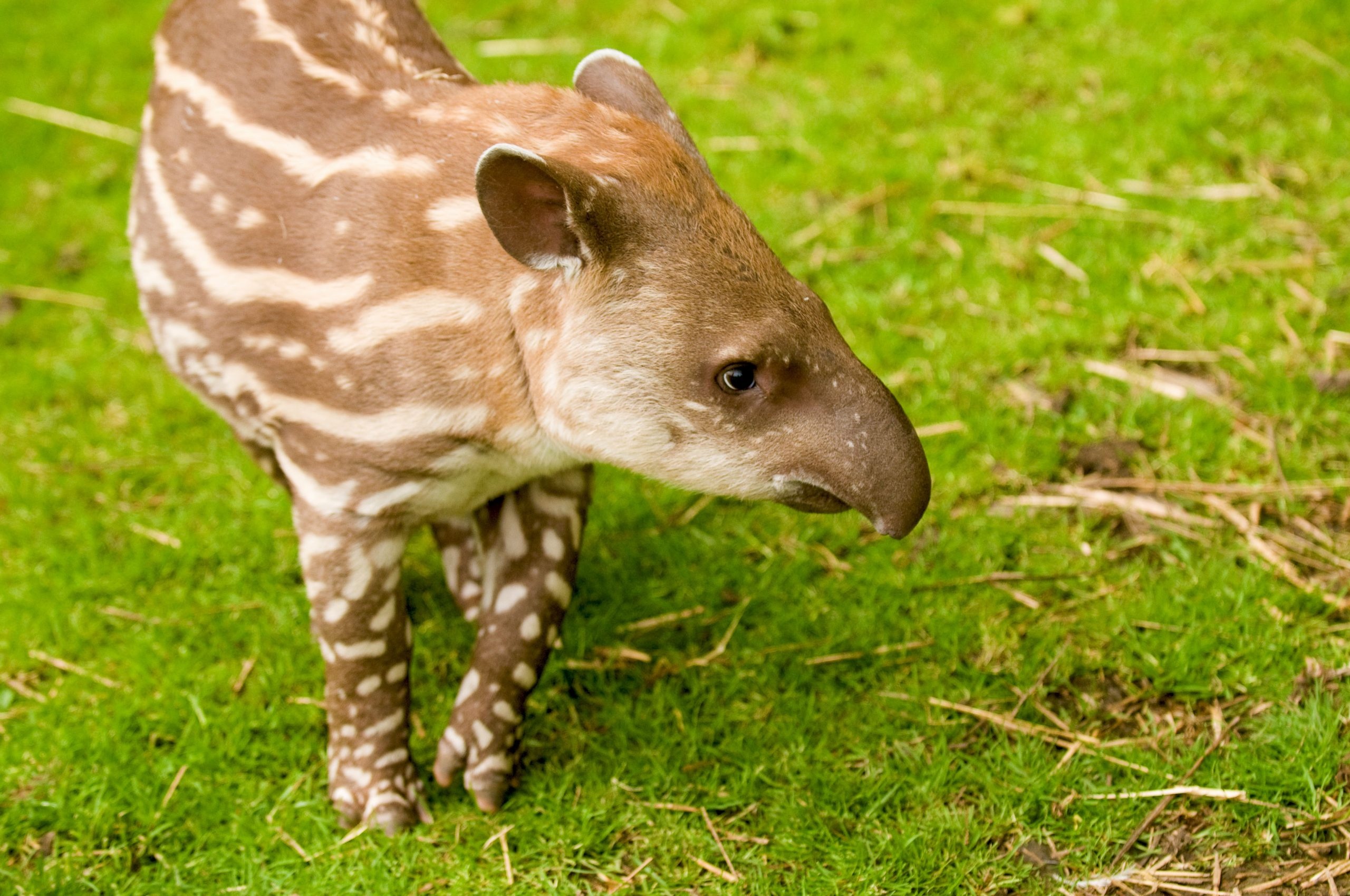 Brazilian tapir, Flamingo land resort, Tapir, Resort, 2560x1700 HD Desktop