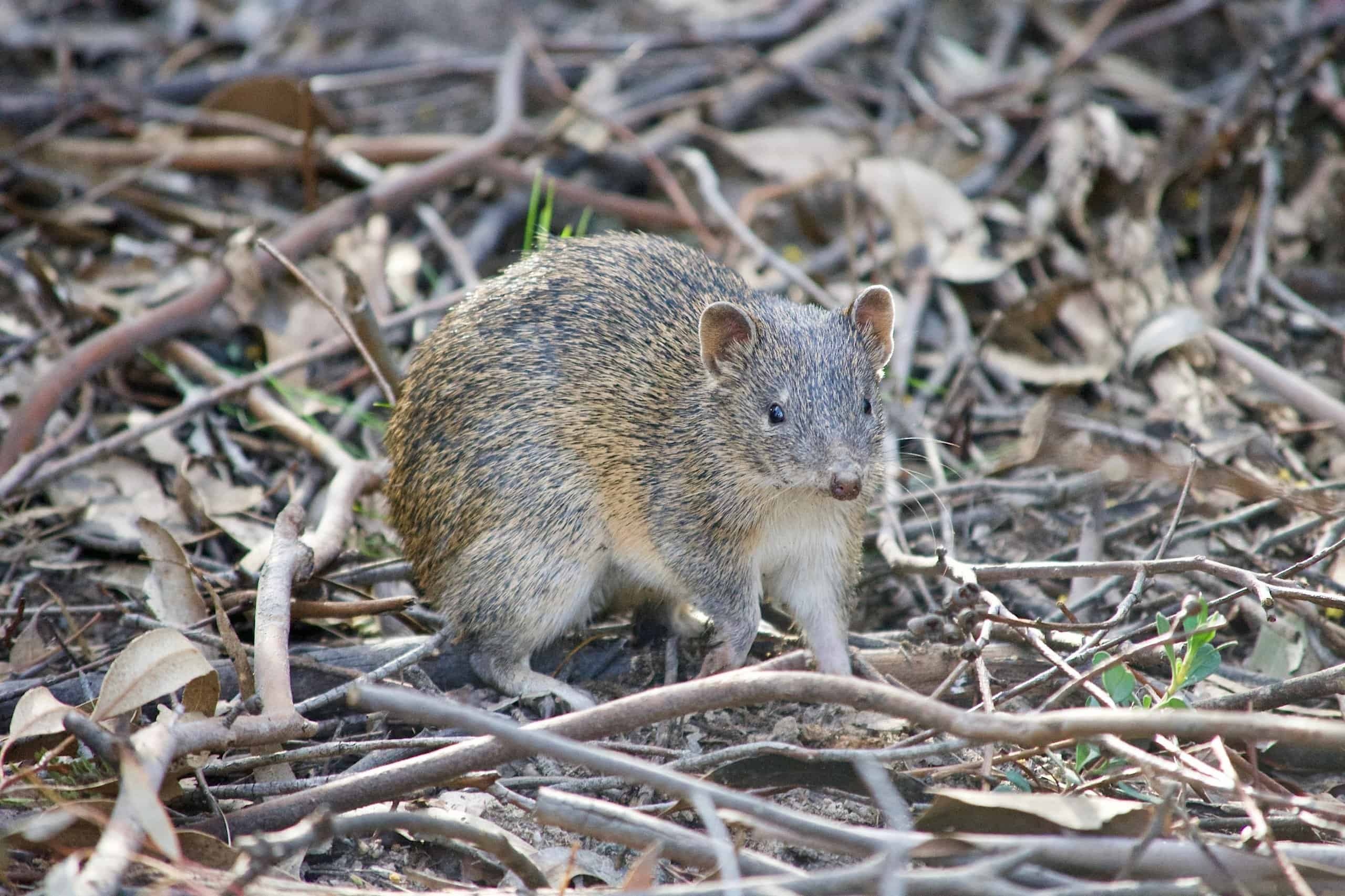 Bandicoot photography, Mesmerizing images, Captivating wildlife, Fascinating creatures, 2560x1710 HD Desktop