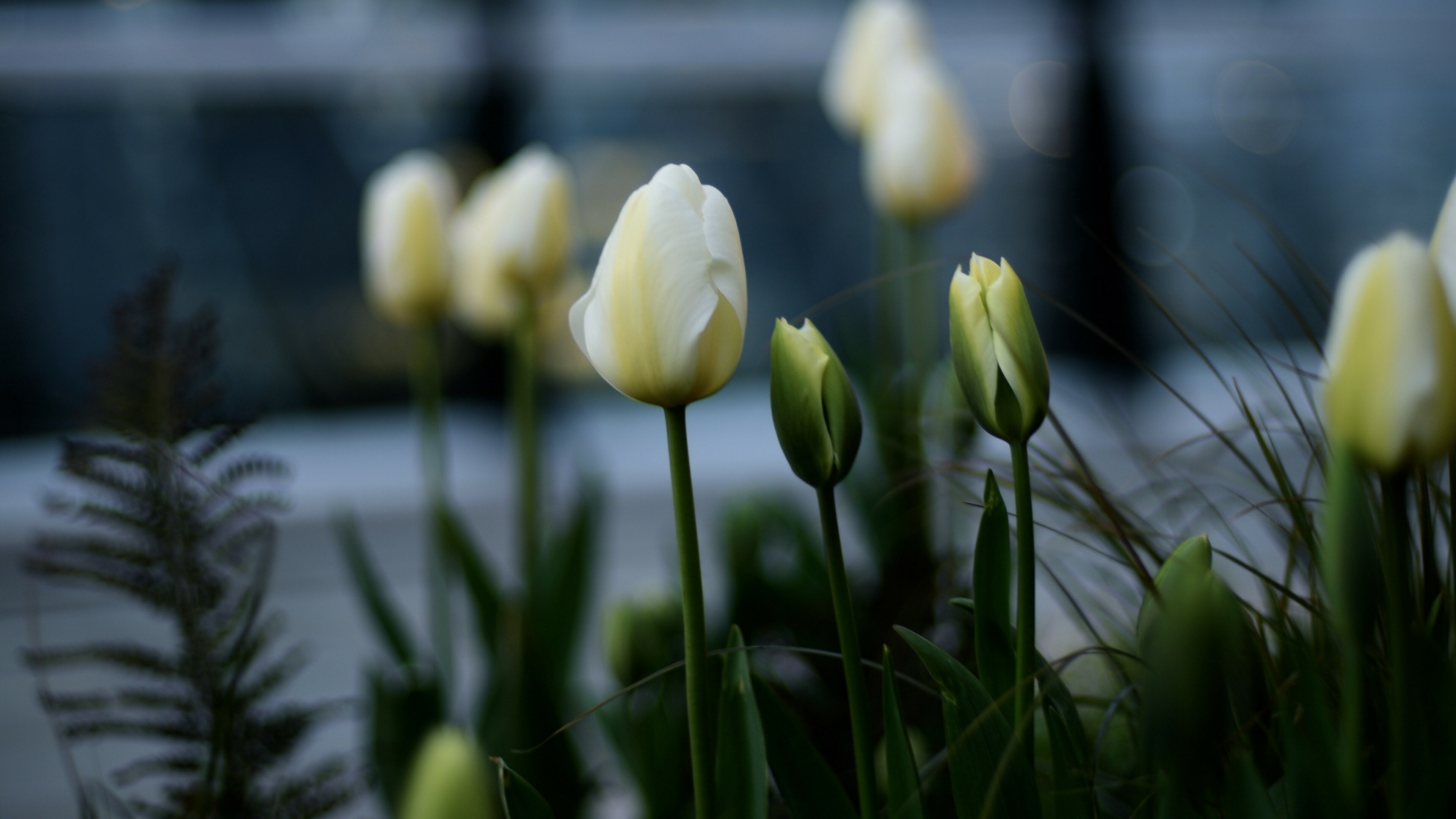 Tulip (Nature), 4k tulips, White flowerbed, Wallpaper, 3840x2160 4K Desktop