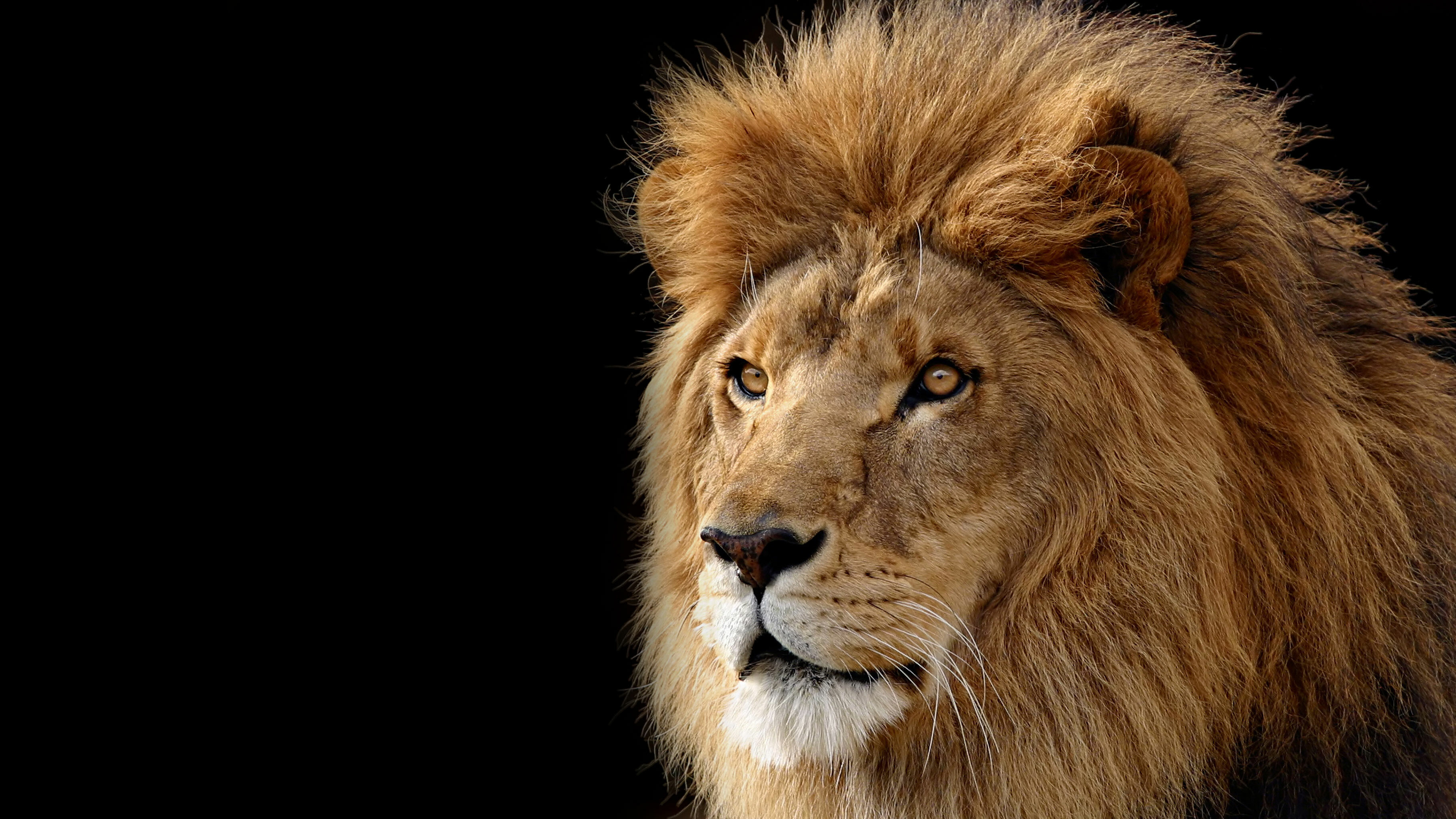 Mac OS X Lion, Captivating wallpapers, Mesmerizing visuals, Striking images, 3650x2050 HD Desktop