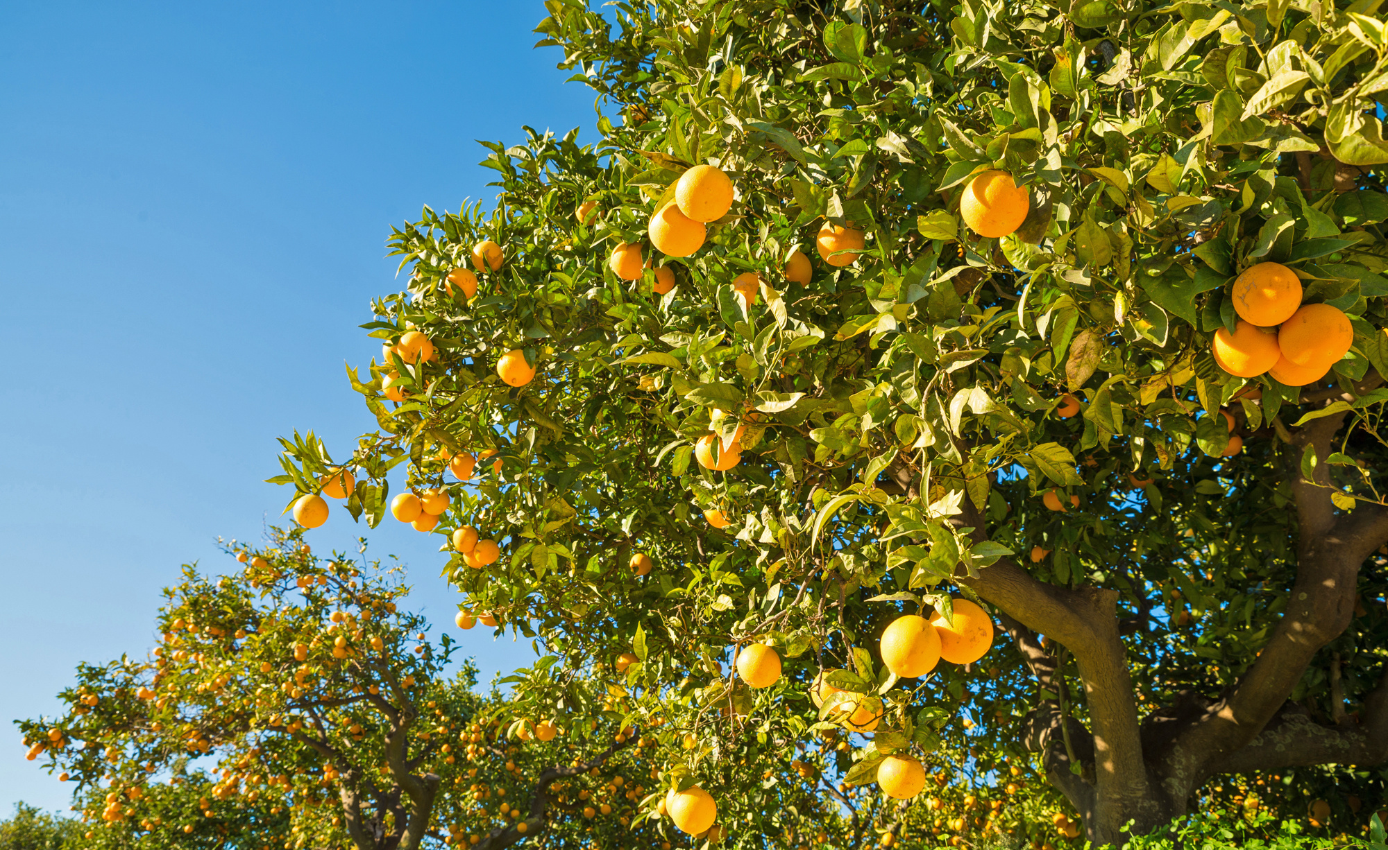 Orangenbaum pflanzen, Pflegen mein schner garten, Growing orange tree, Garden care, 2000x1230 HD Desktop