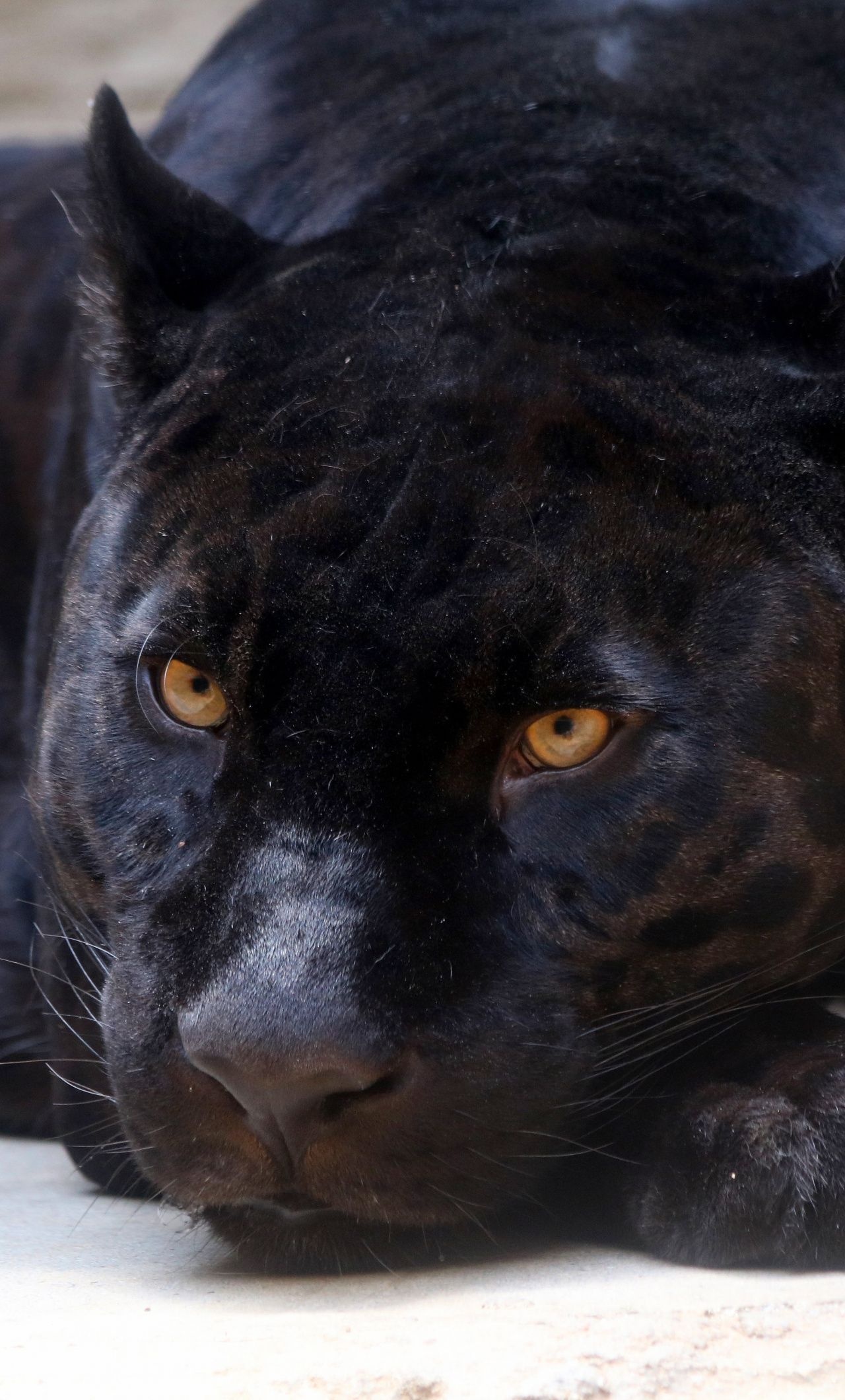 Black panther, Laptop wallpaper, Cool visuals, Striking imagery, 1280x2120 HD Phone