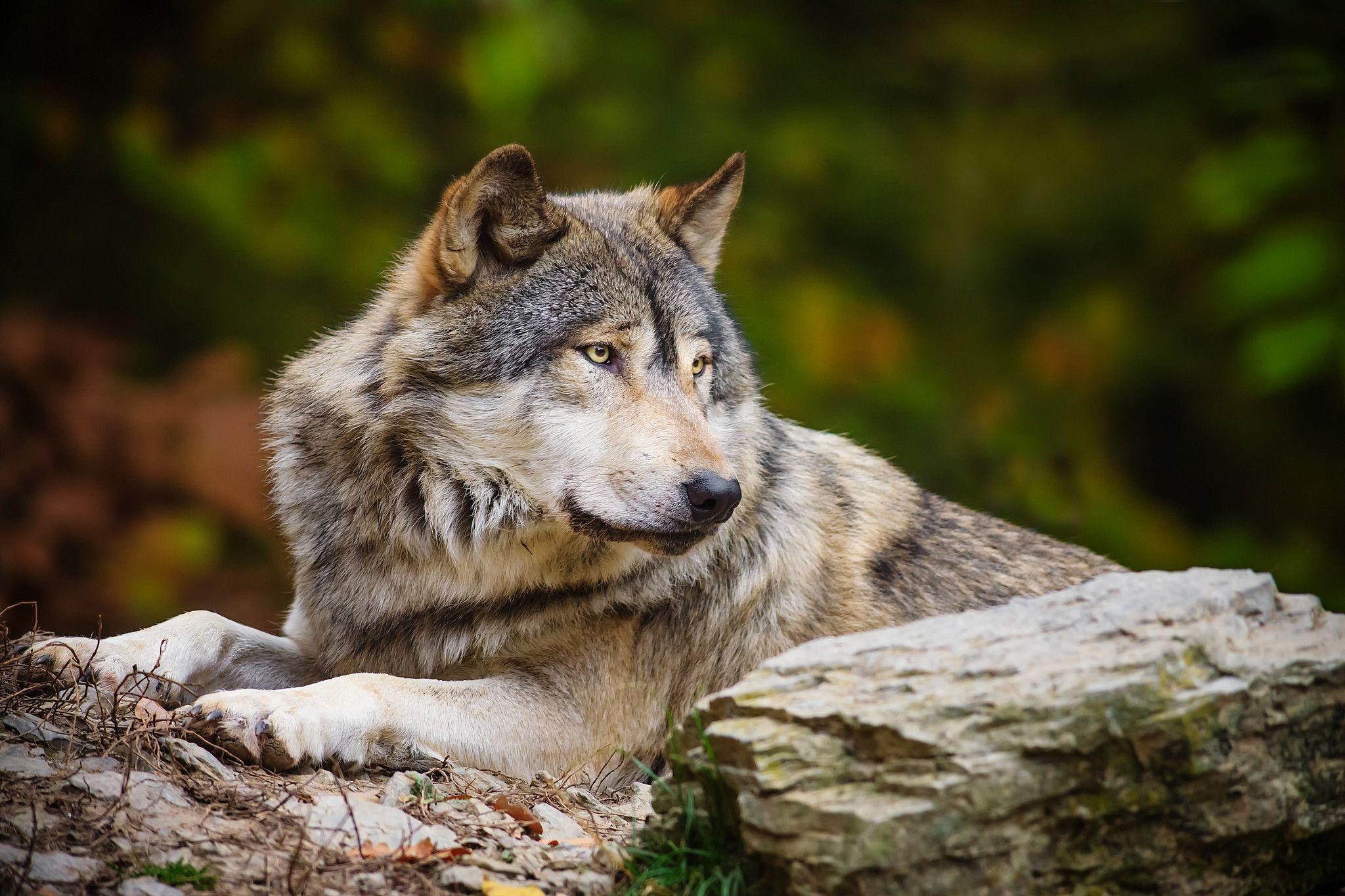 Gray Wolf, Stunning wallpaper, Top-rated predator, Captivating nature, 2050x1370 HD Desktop