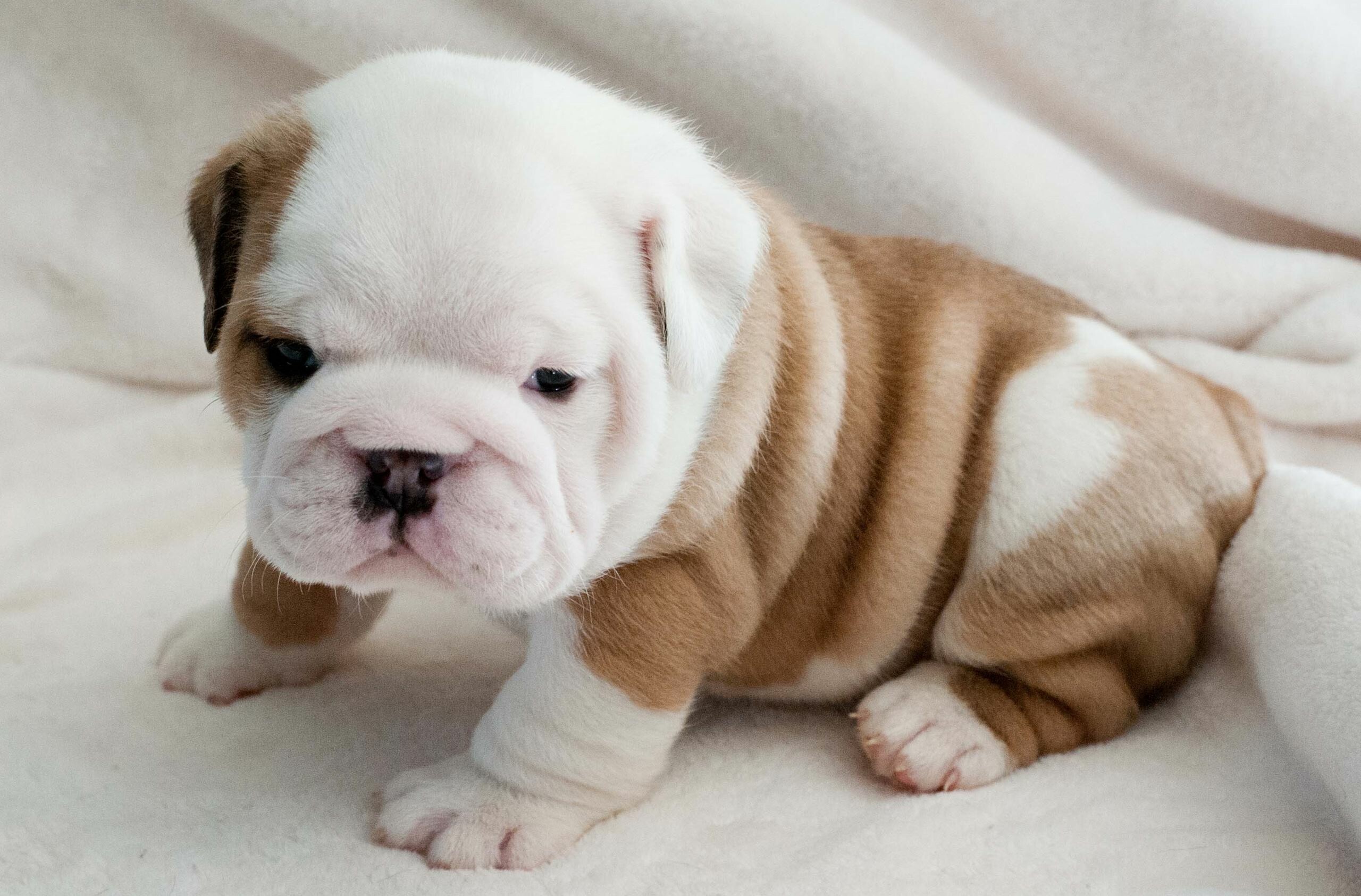 Breathtaking 4K puppy wallpapers, High-definition cuteness, 2560x1690 HD Desktop