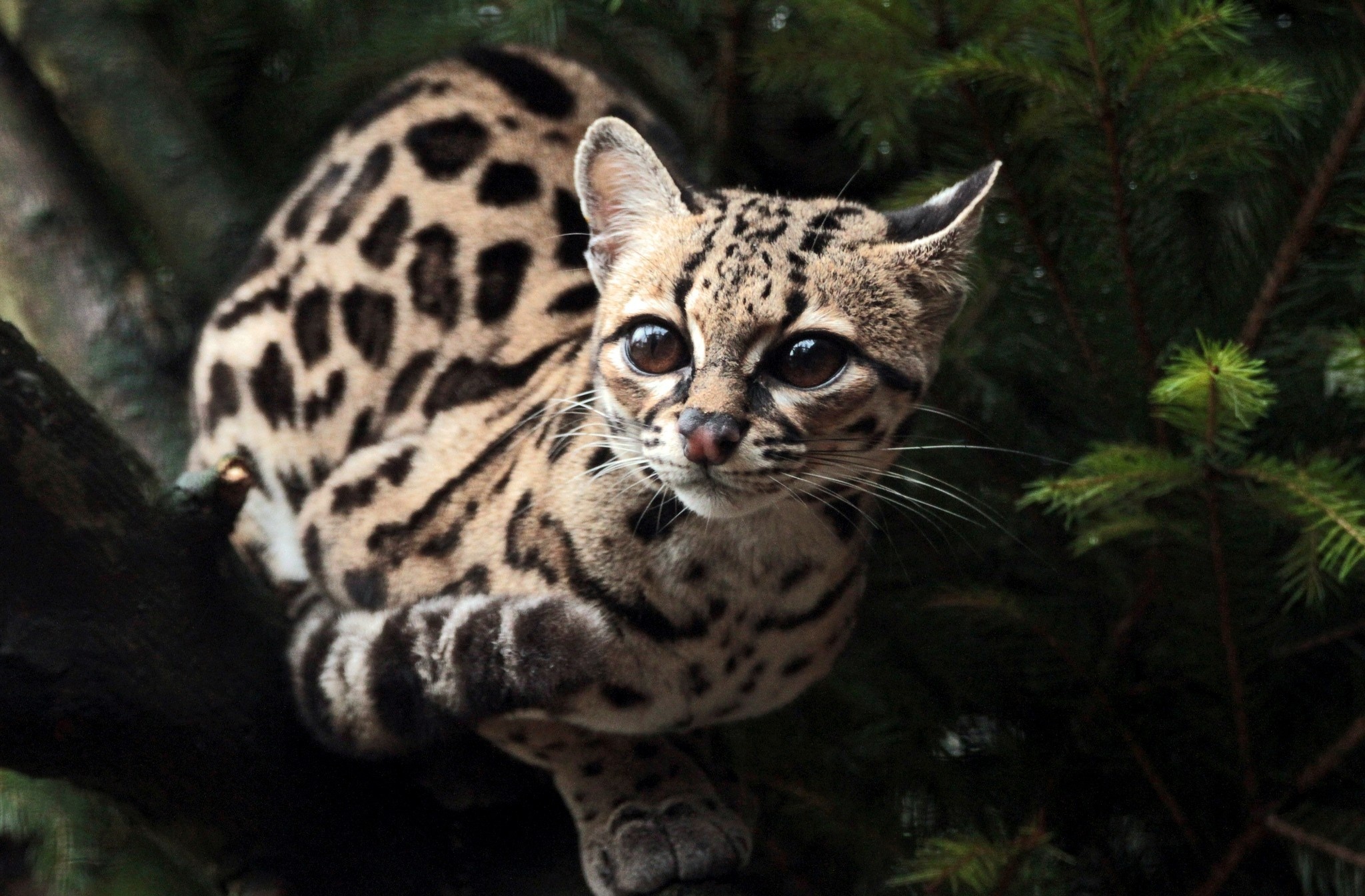 Ocelot beauty, Striking appearance, Intense gaze, Wilderness elegance, 2050x1350 HD Desktop