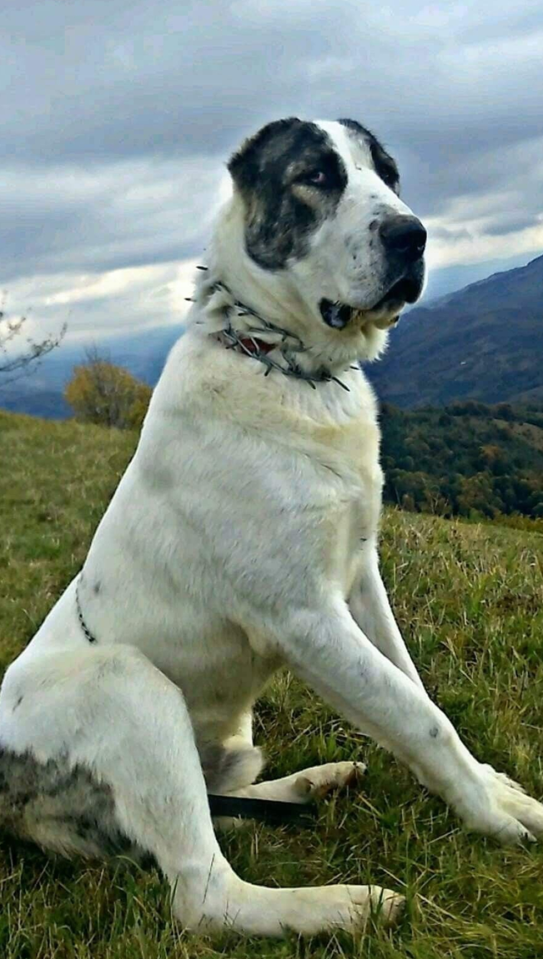 Alabai, Sao, Pin on, Alabai dog, 1090x1920 HD Phone