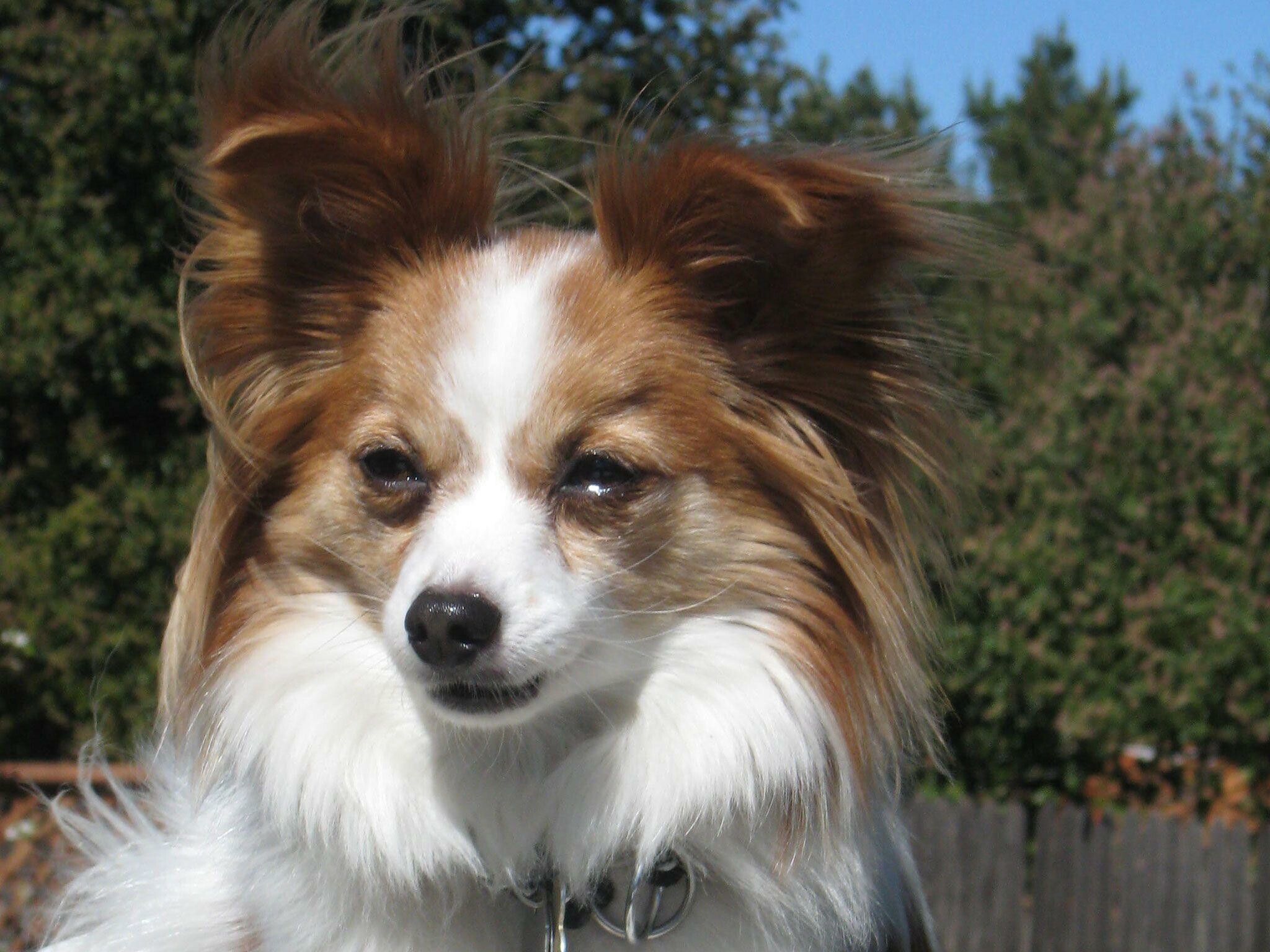 Papillon Dog, Distinctive wallpapers, Unique breed, Charming dogs, 2050x1540 HD Desktop