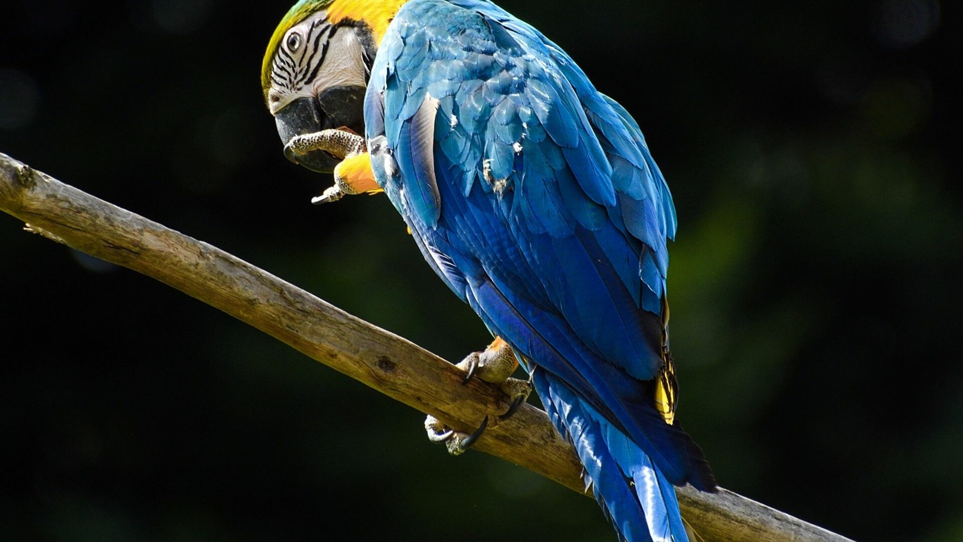 Blue macaw parrot, Vibrant colors, HD wallpaper, Mesmerizing creature, 1920x1080 Full HD Desktop